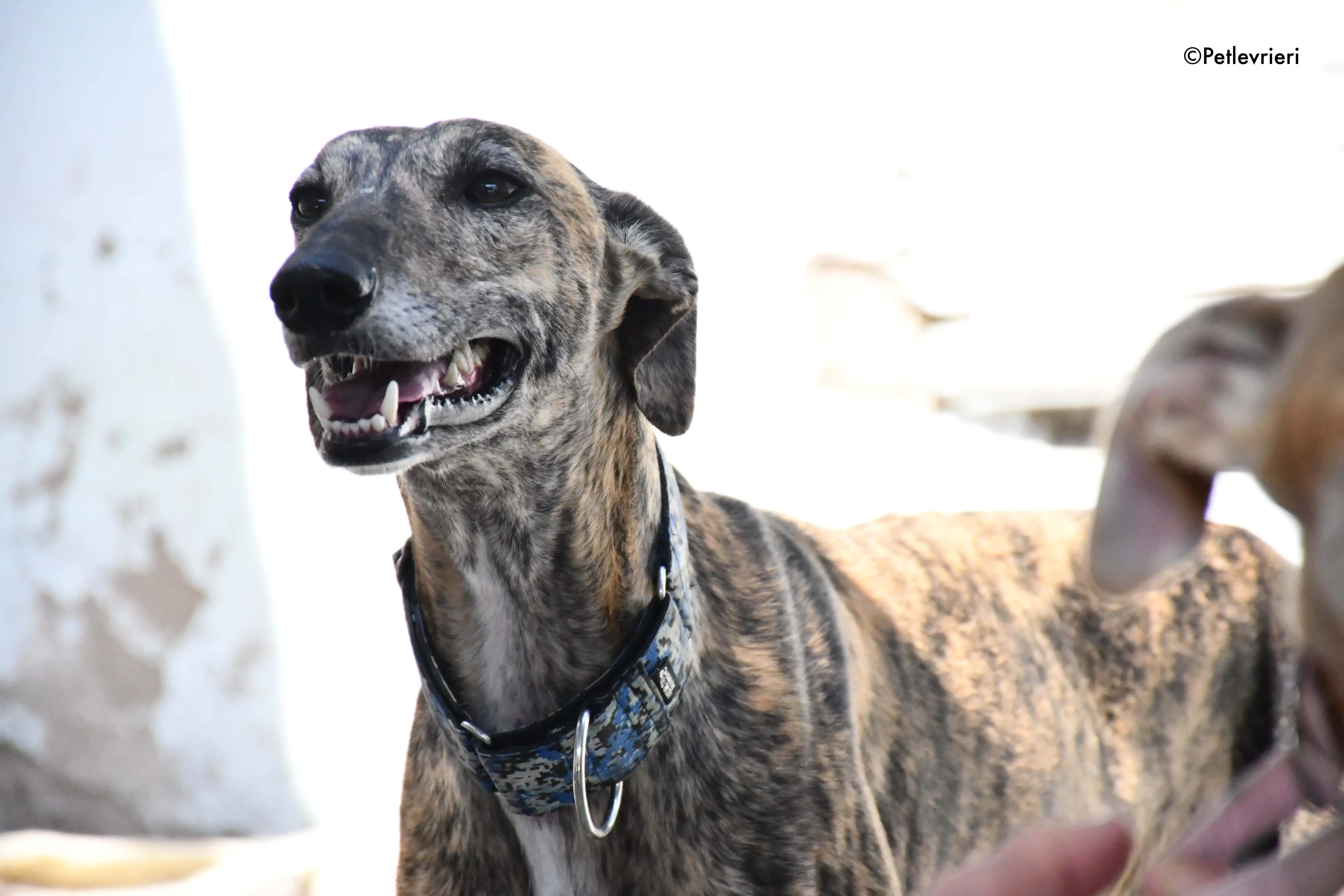 veloz adozione levrieri galgo 4