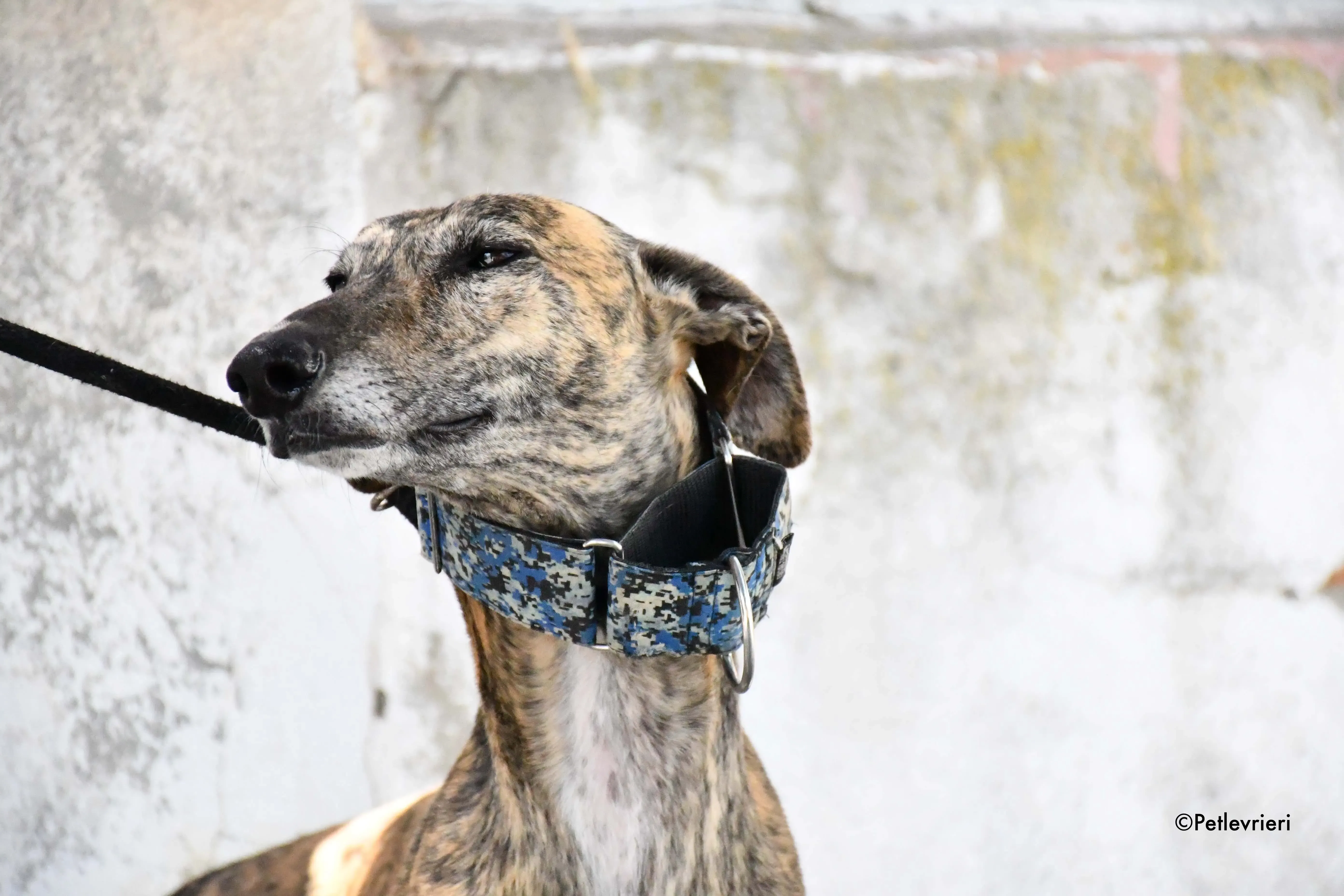 veloz adozione levrieri galgo 5