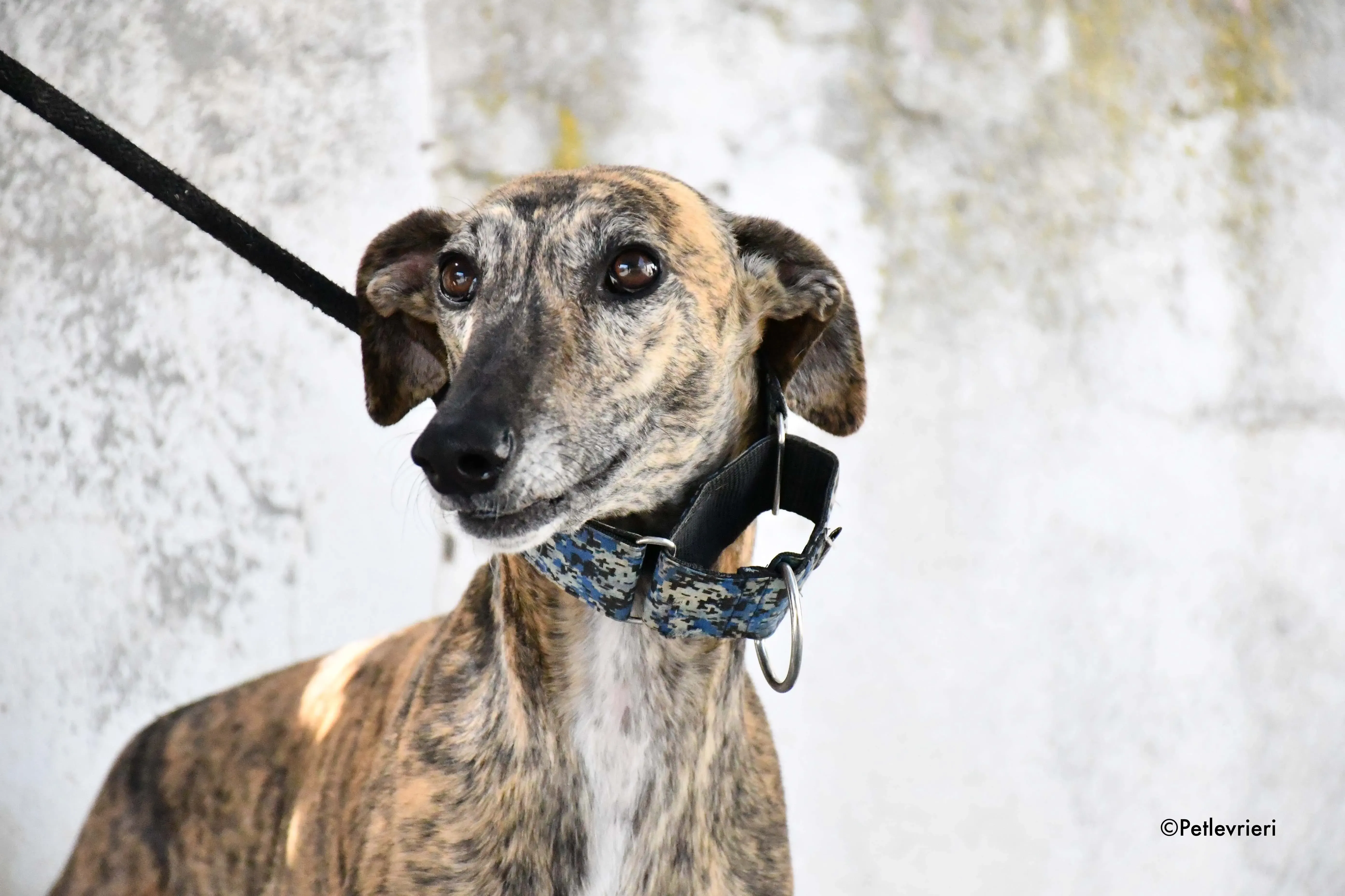 veloz adozione levrieri galgo 6