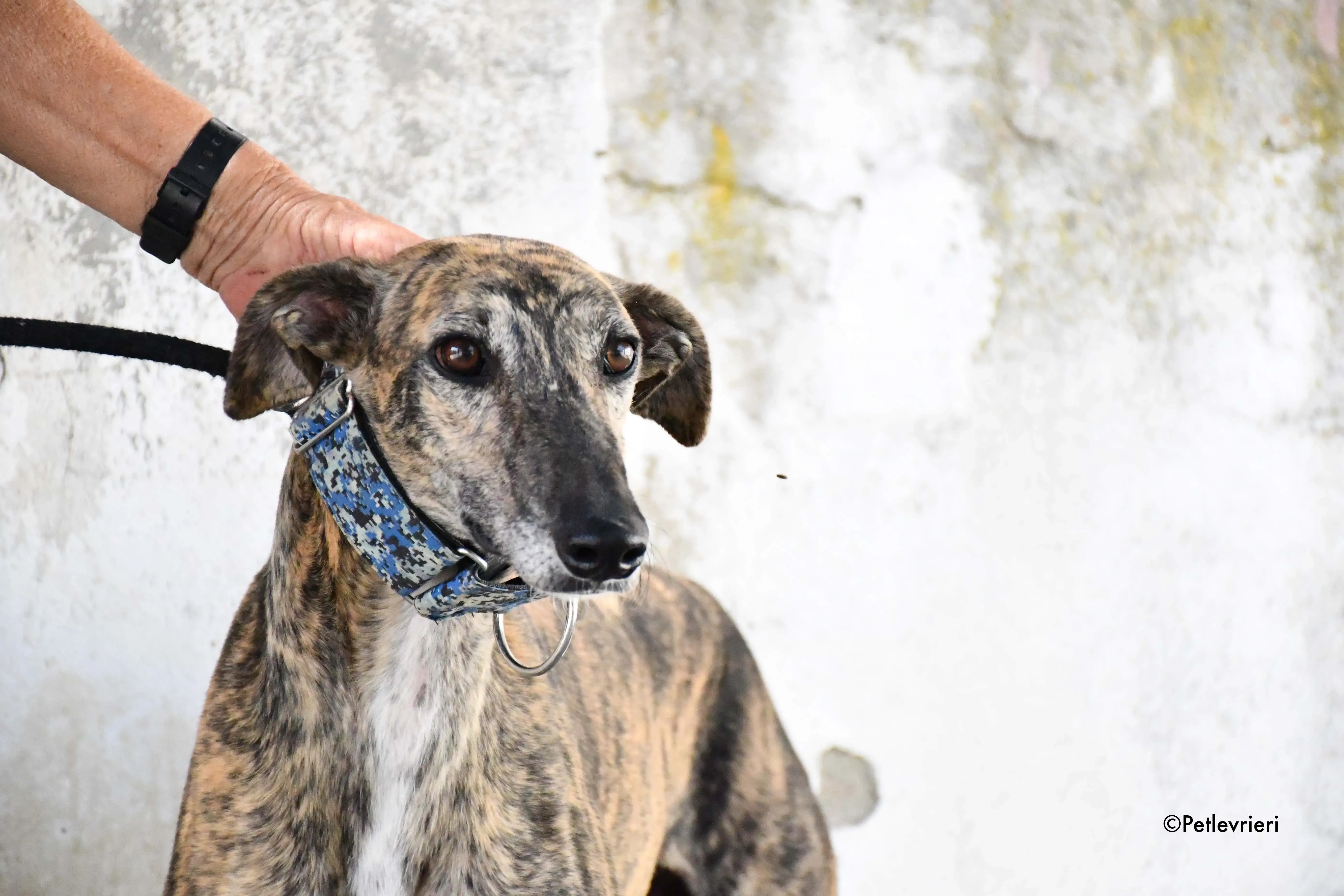 veloz adozione levrieri galgo 7