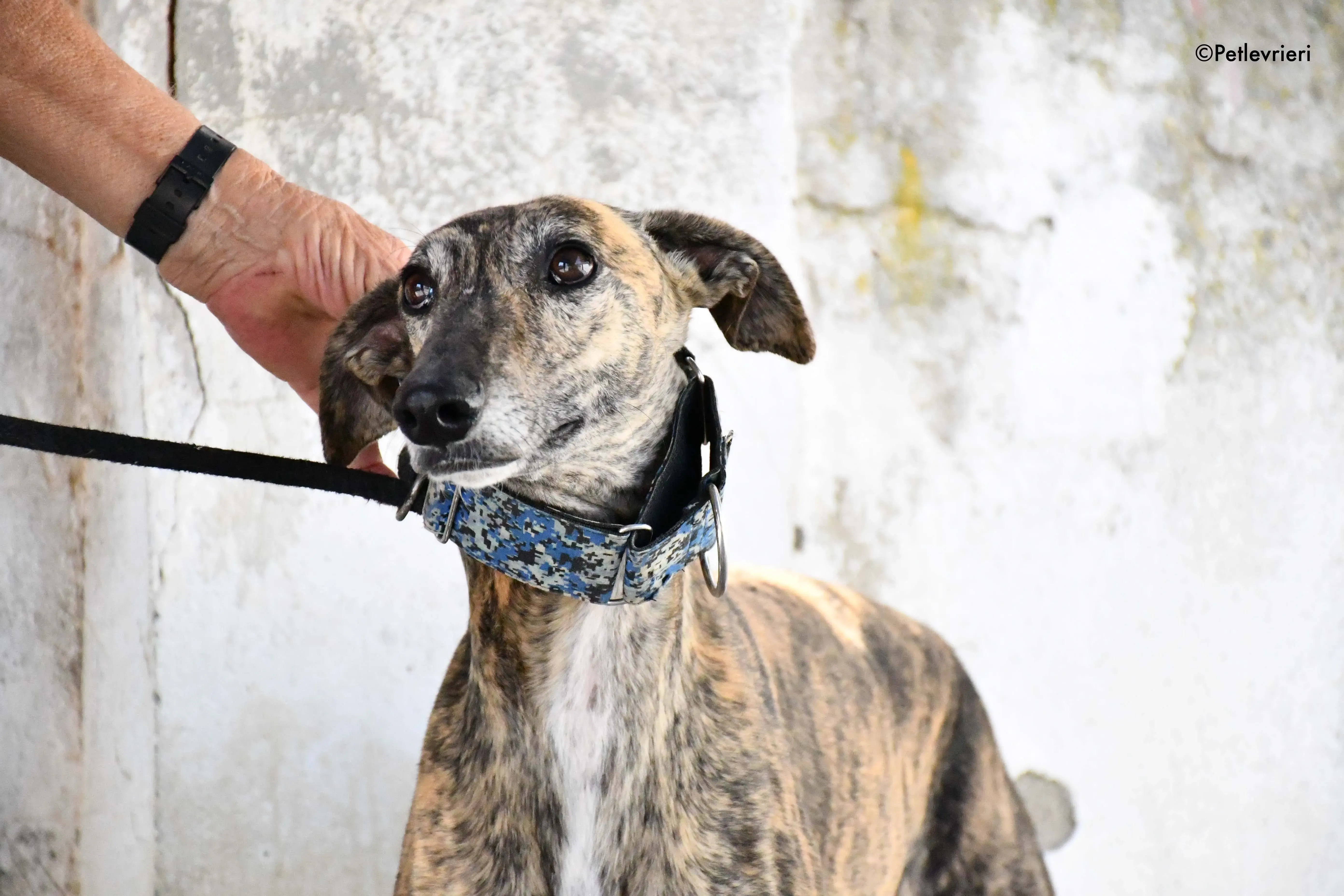 veloz adozione levrieri galgo 8