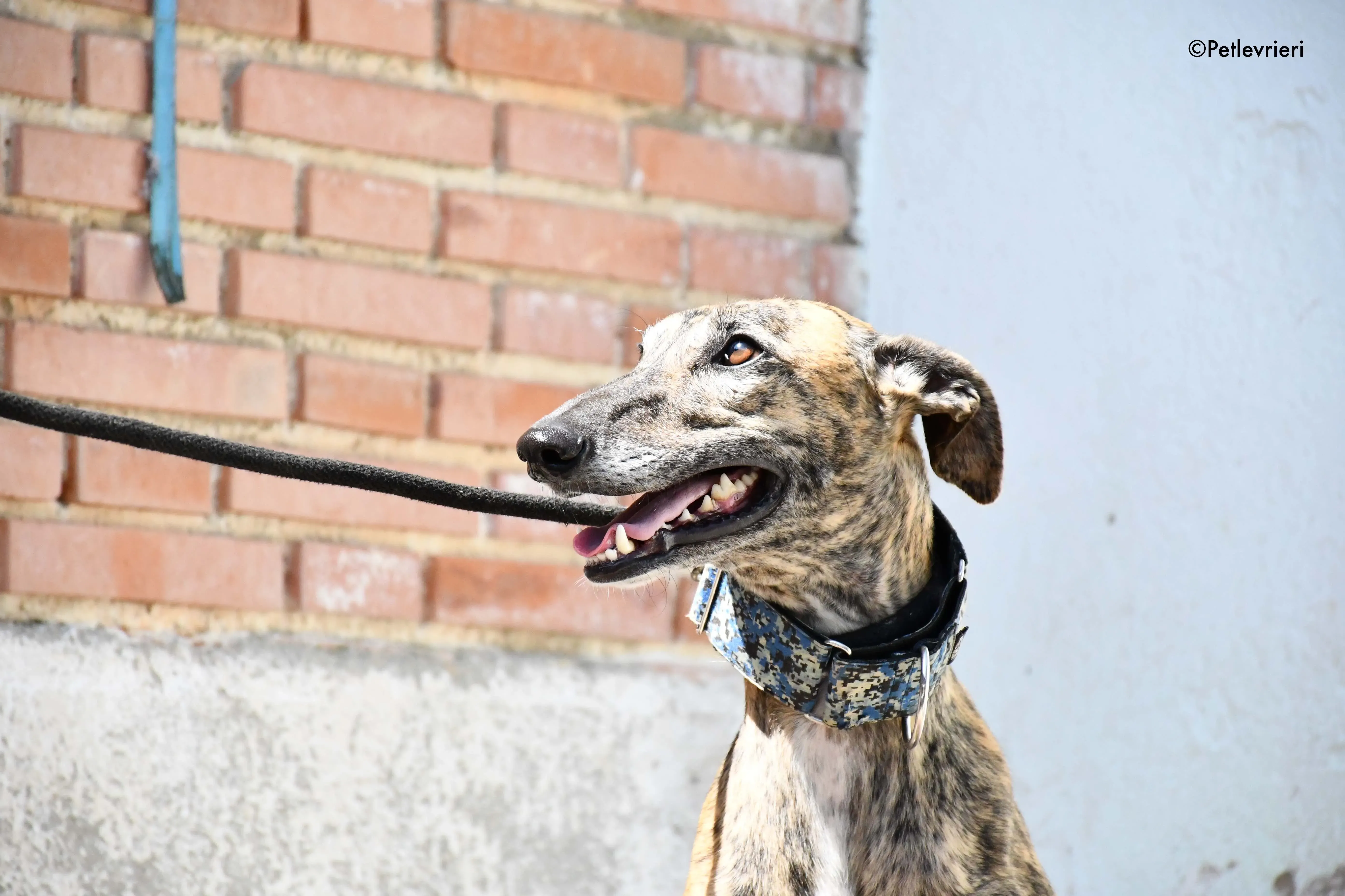 veloz adozione levrieri galgo 9