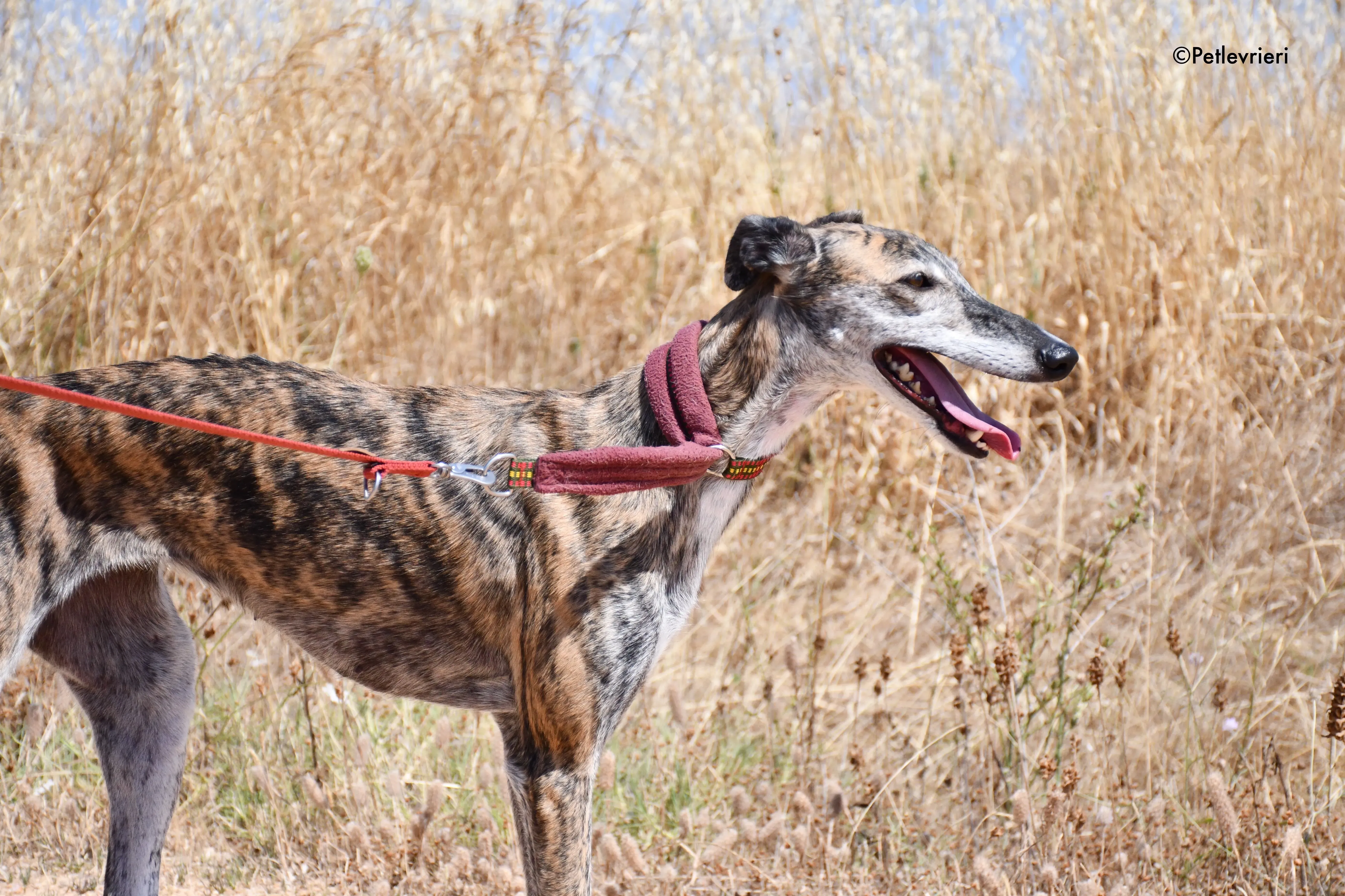 ventera adozione levrieri galgo 1