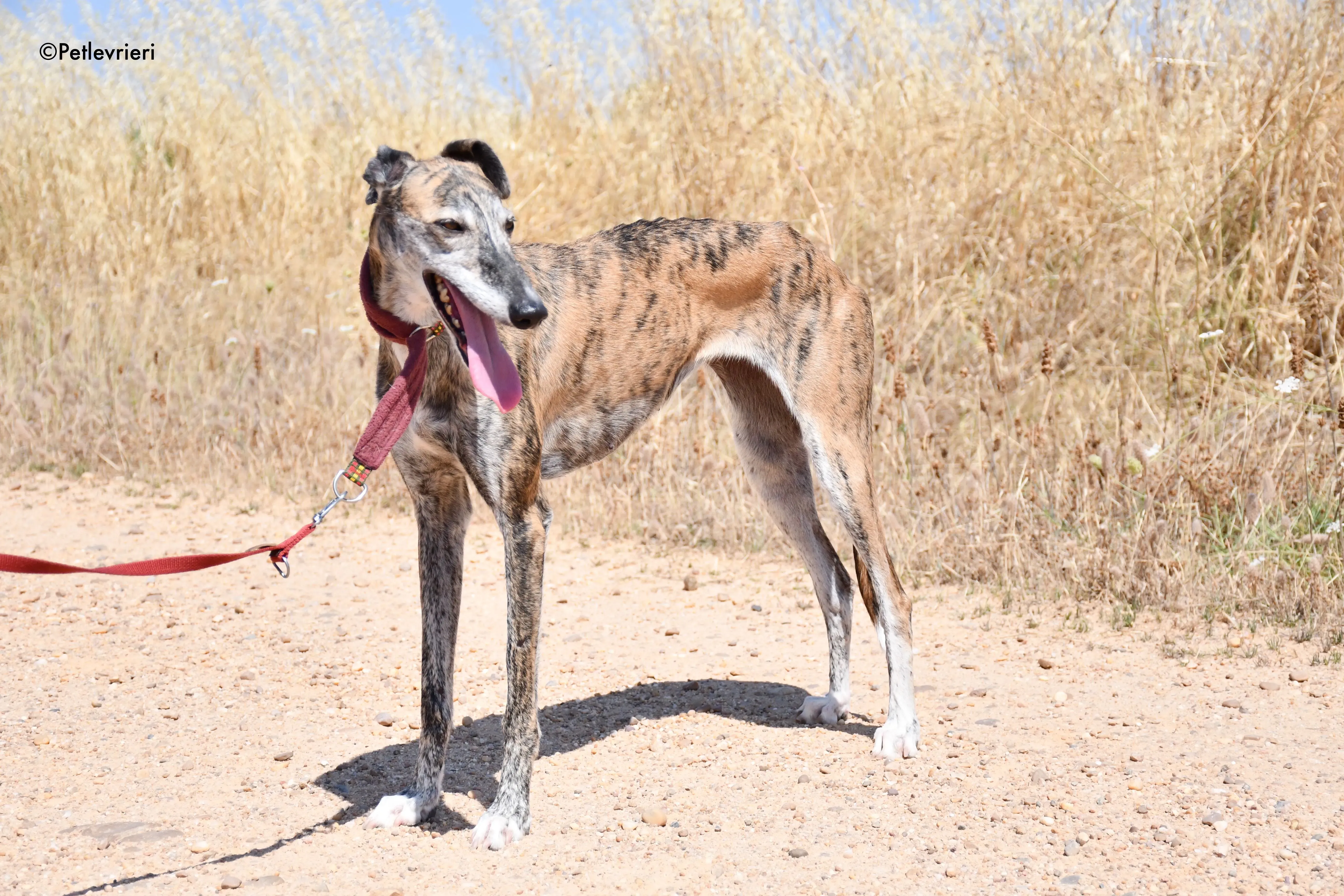 ventera adozione levrieri galgo 10