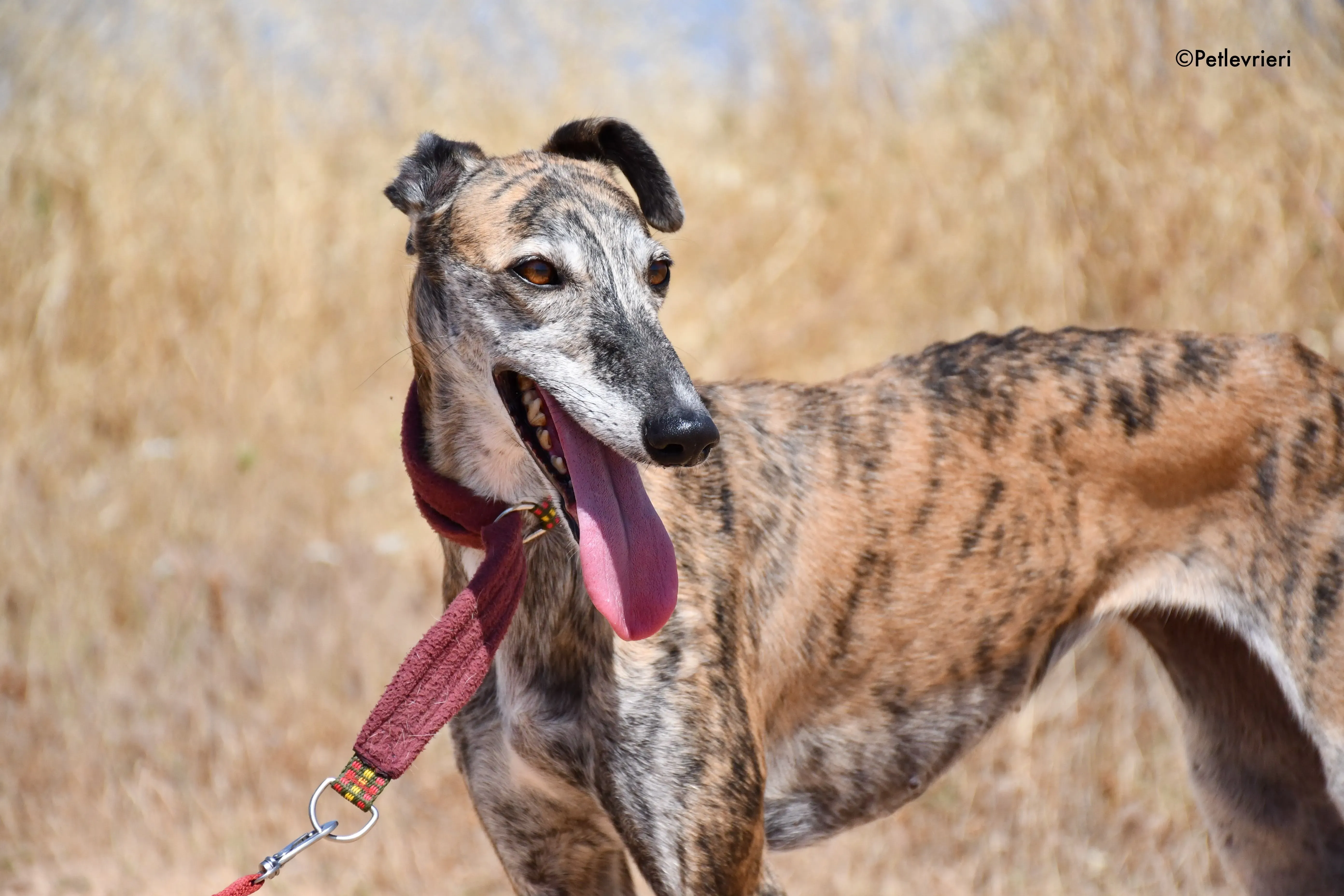 ventera adozione levrieri galgo 11