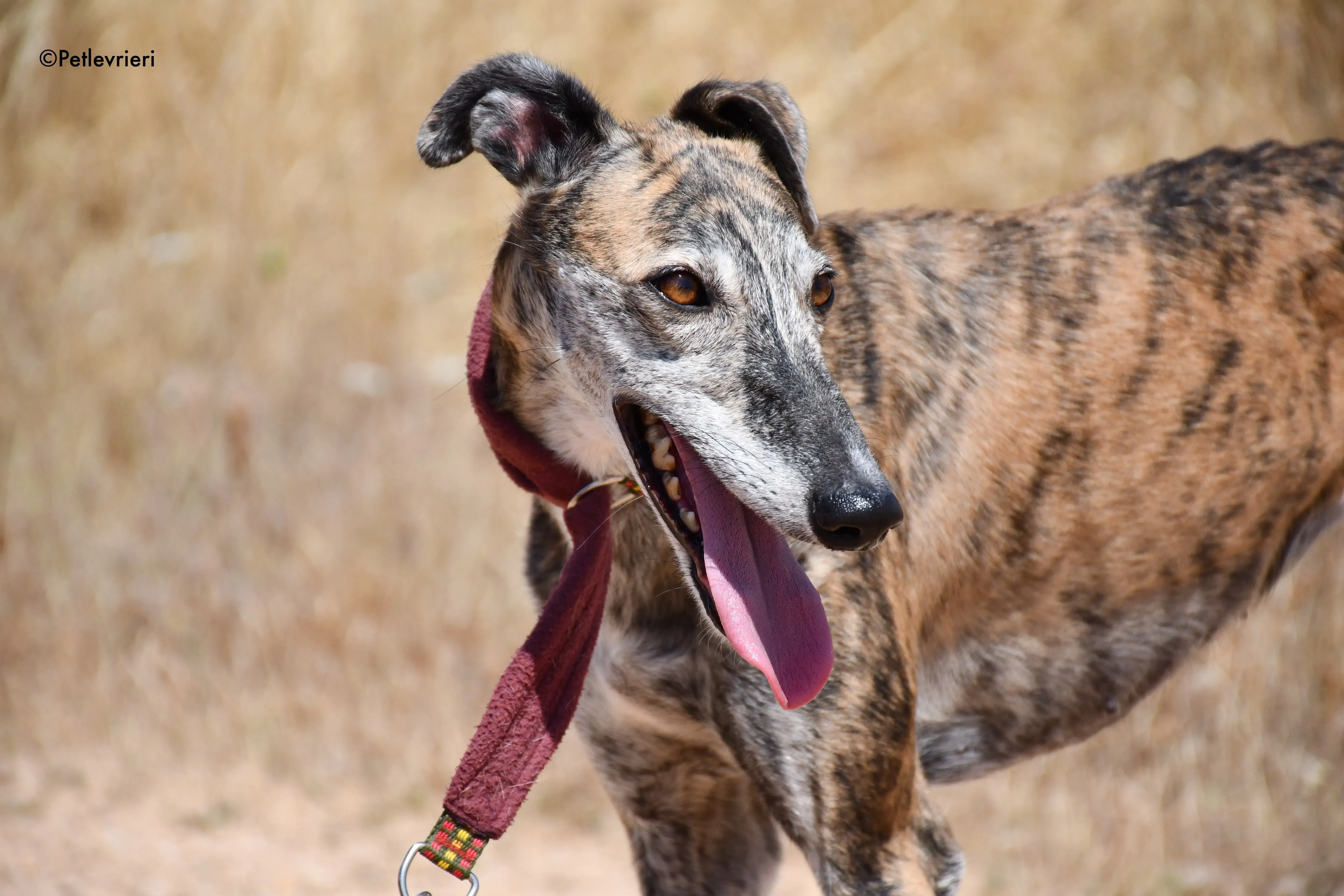 ventera adozione levrieri galgo 12