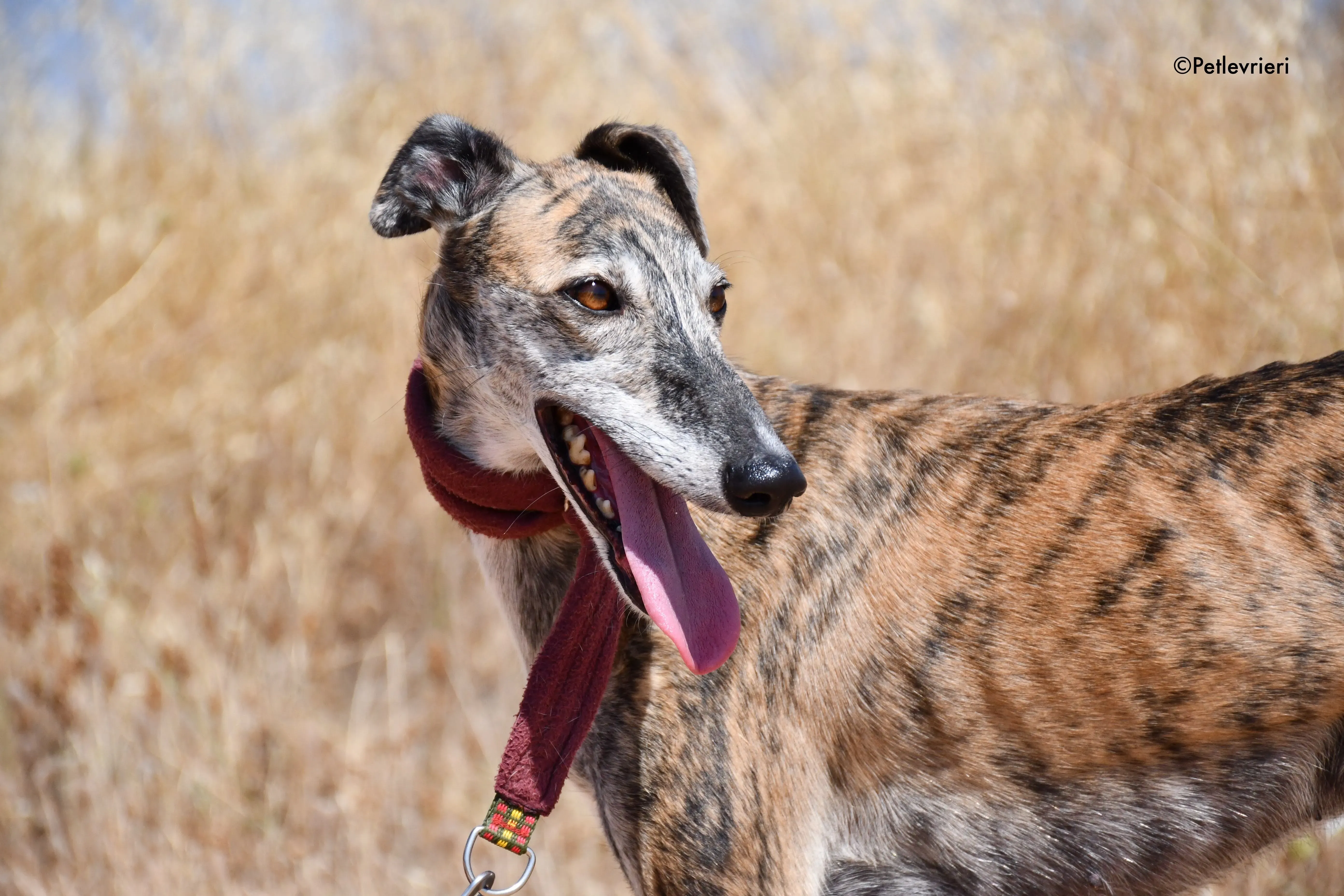 ventera adozione levrieri galgo 7
