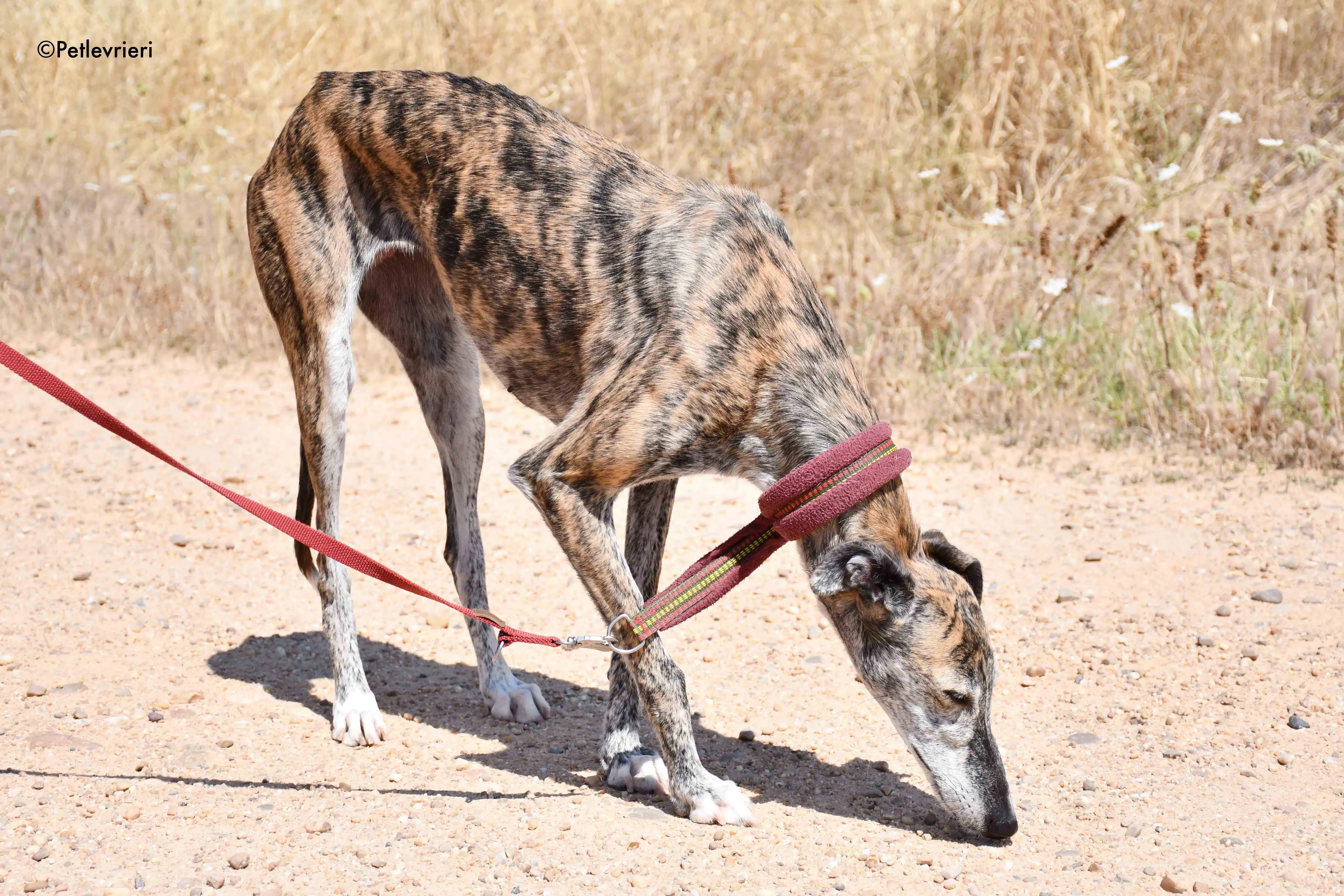 ventera adozione levrieri galgo 9
