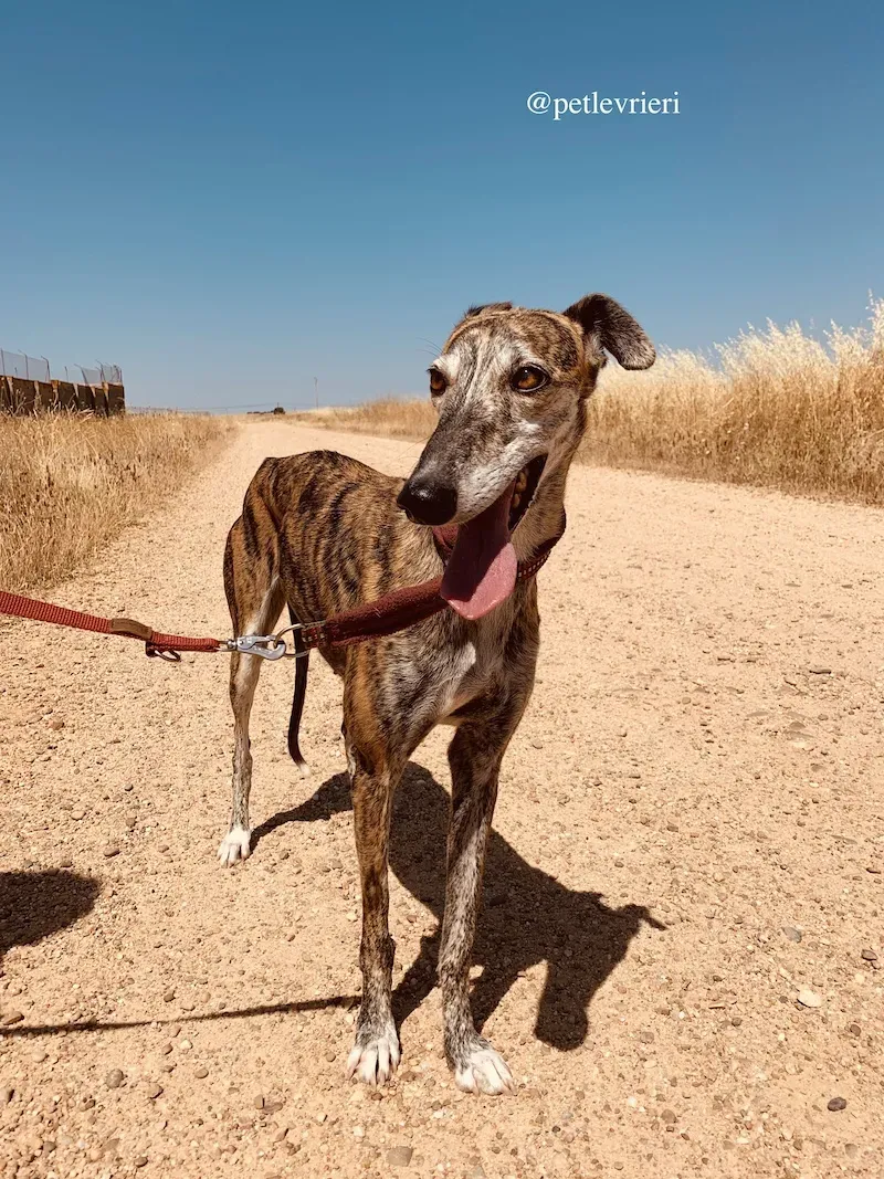 ventera adozione levrieri galgo 1