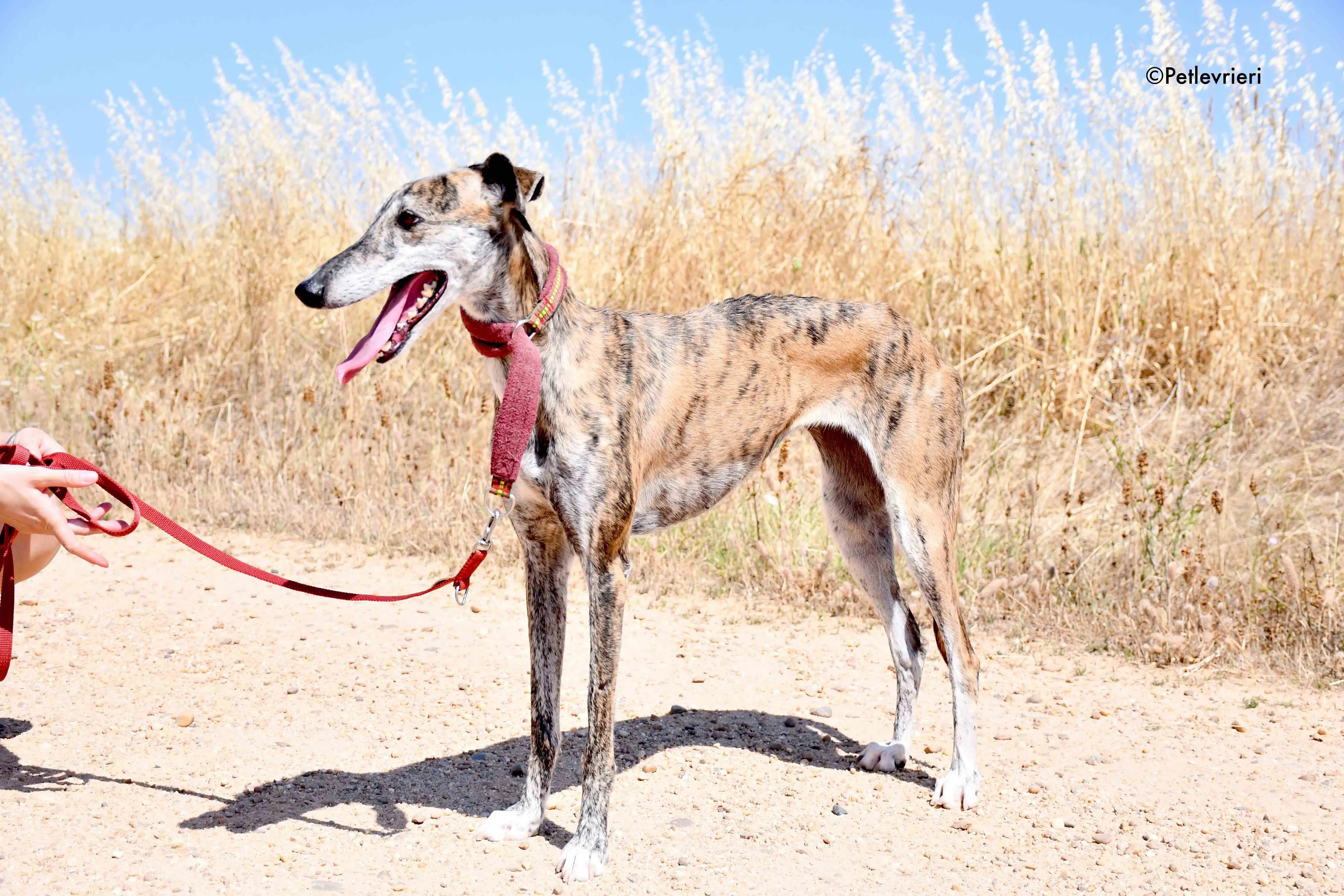 ventera adozione levrieri galgo 3 1