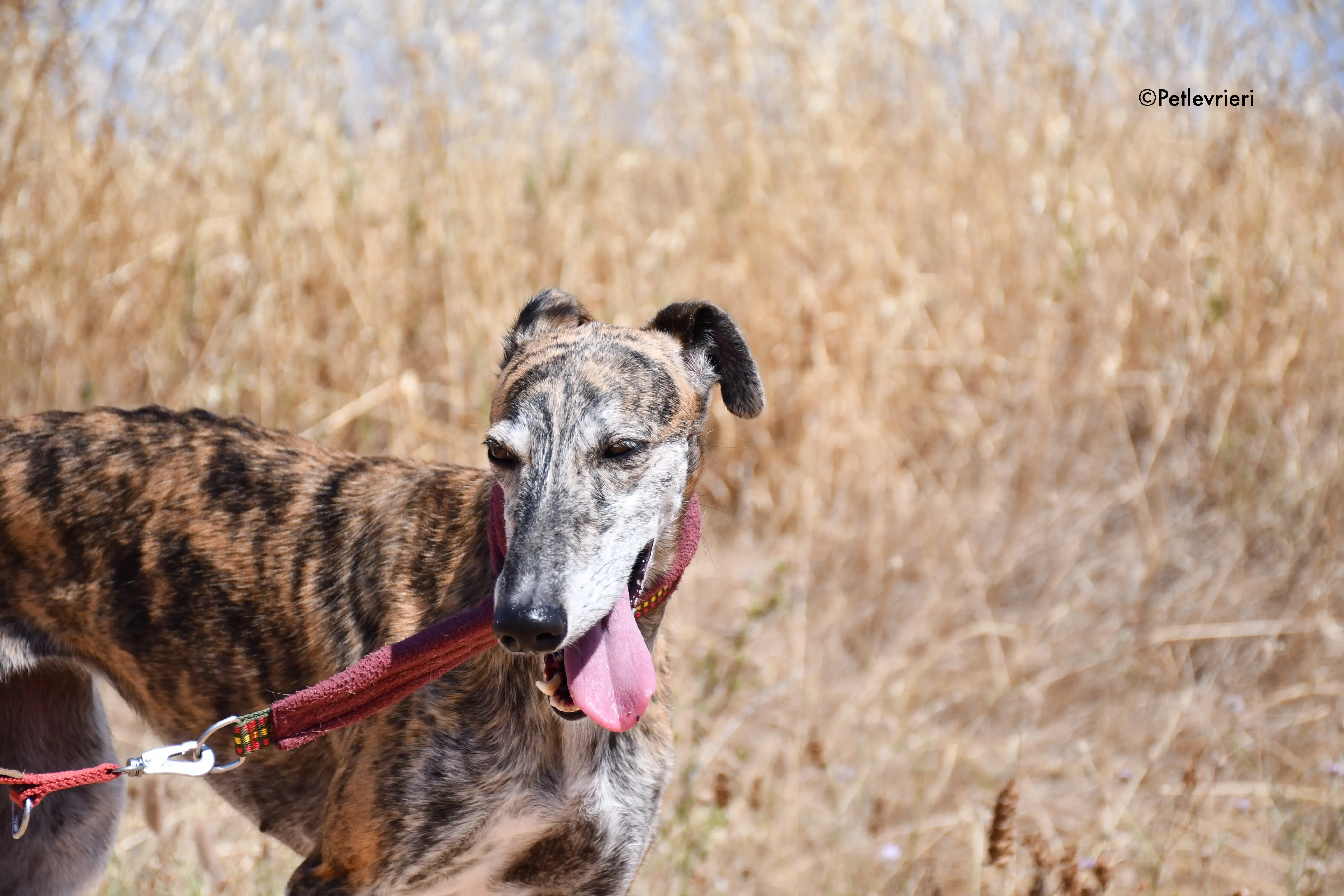 ventera adozione levrieri galgo 2