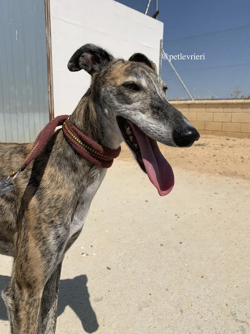 ventera adozione levrieri galgo 2