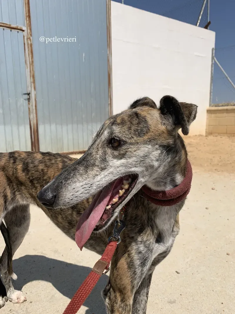ventera adozione levrieri galgo 3