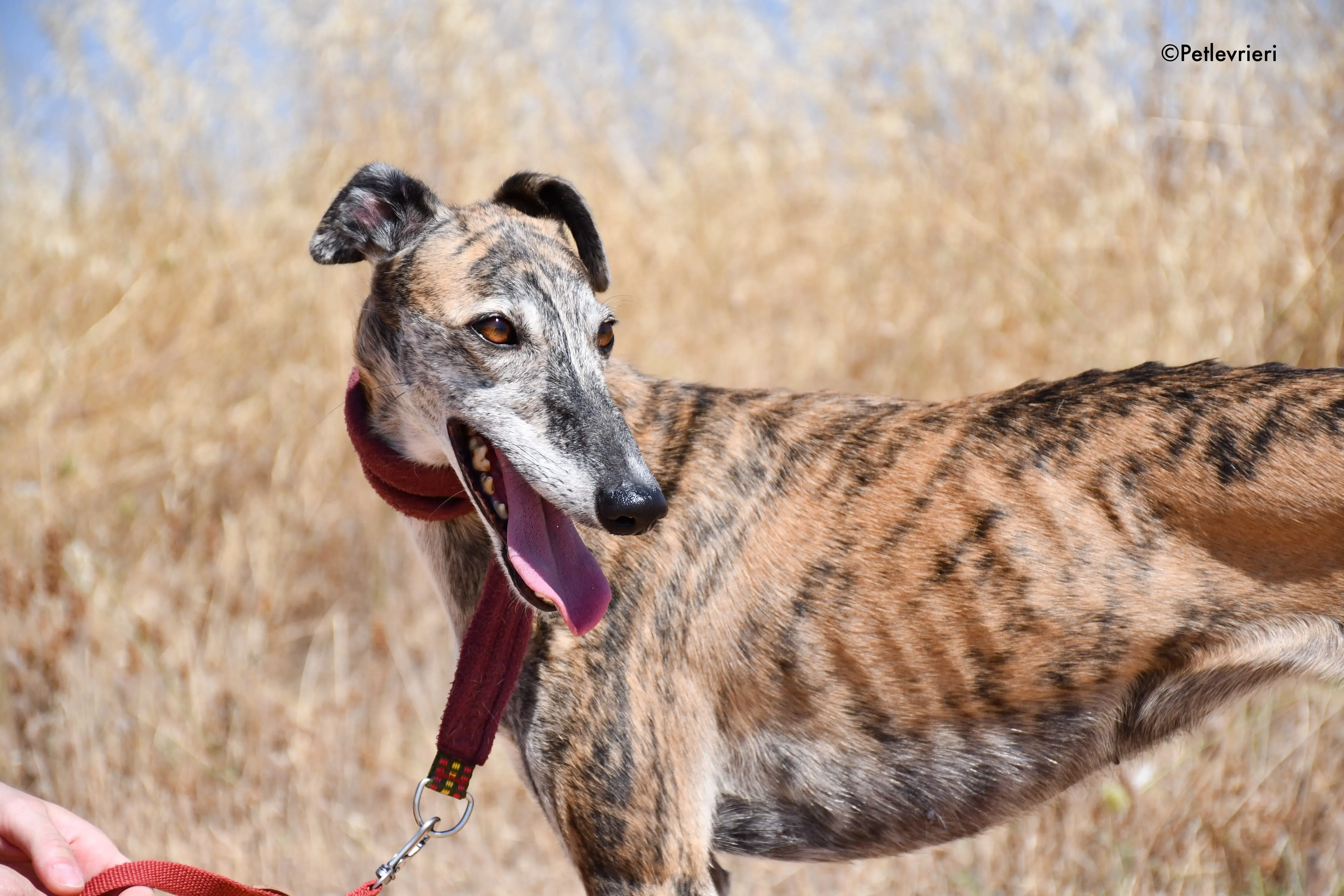 ventera adozione levrieri galgo 4