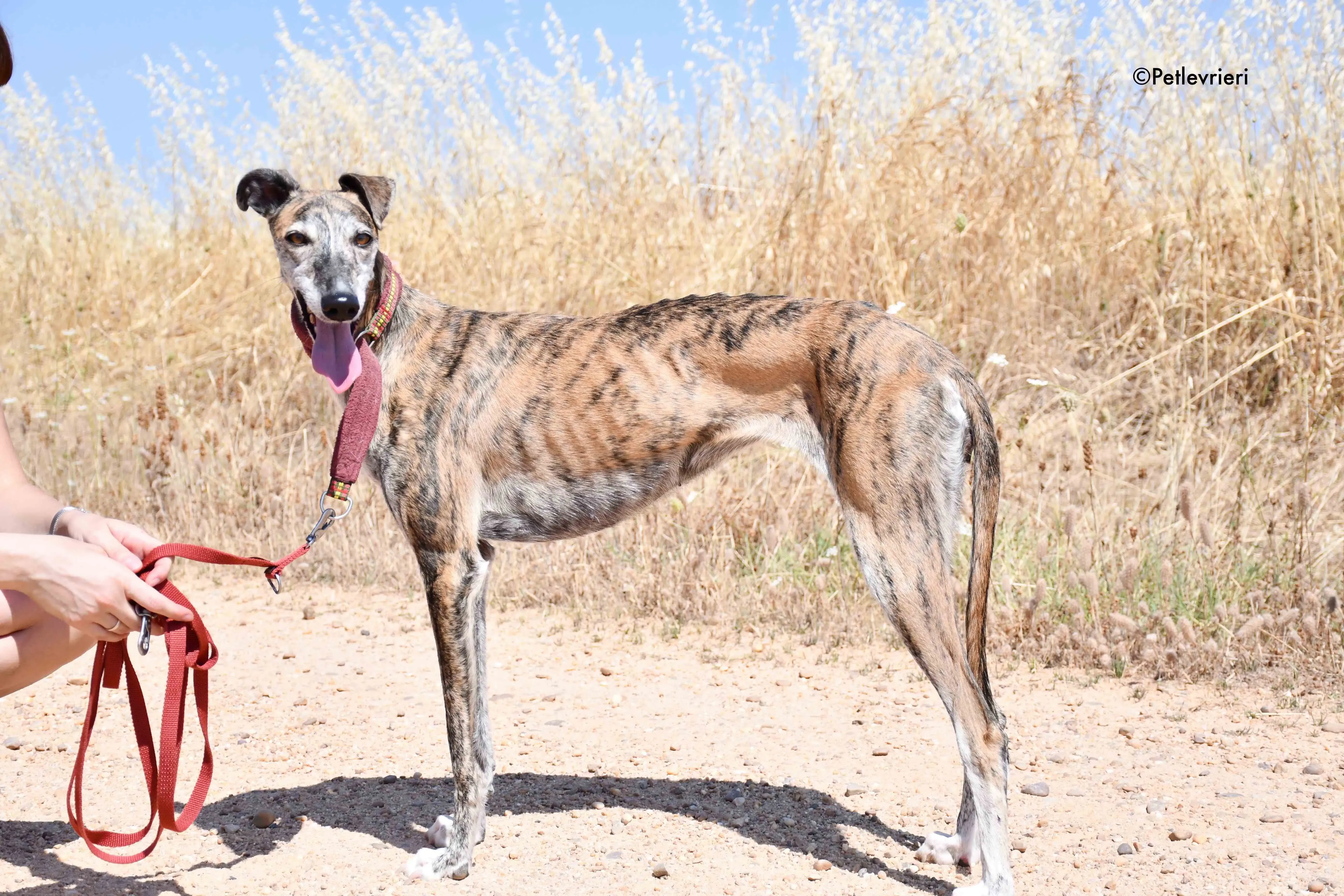 ventera adozione levrieri galgo 5