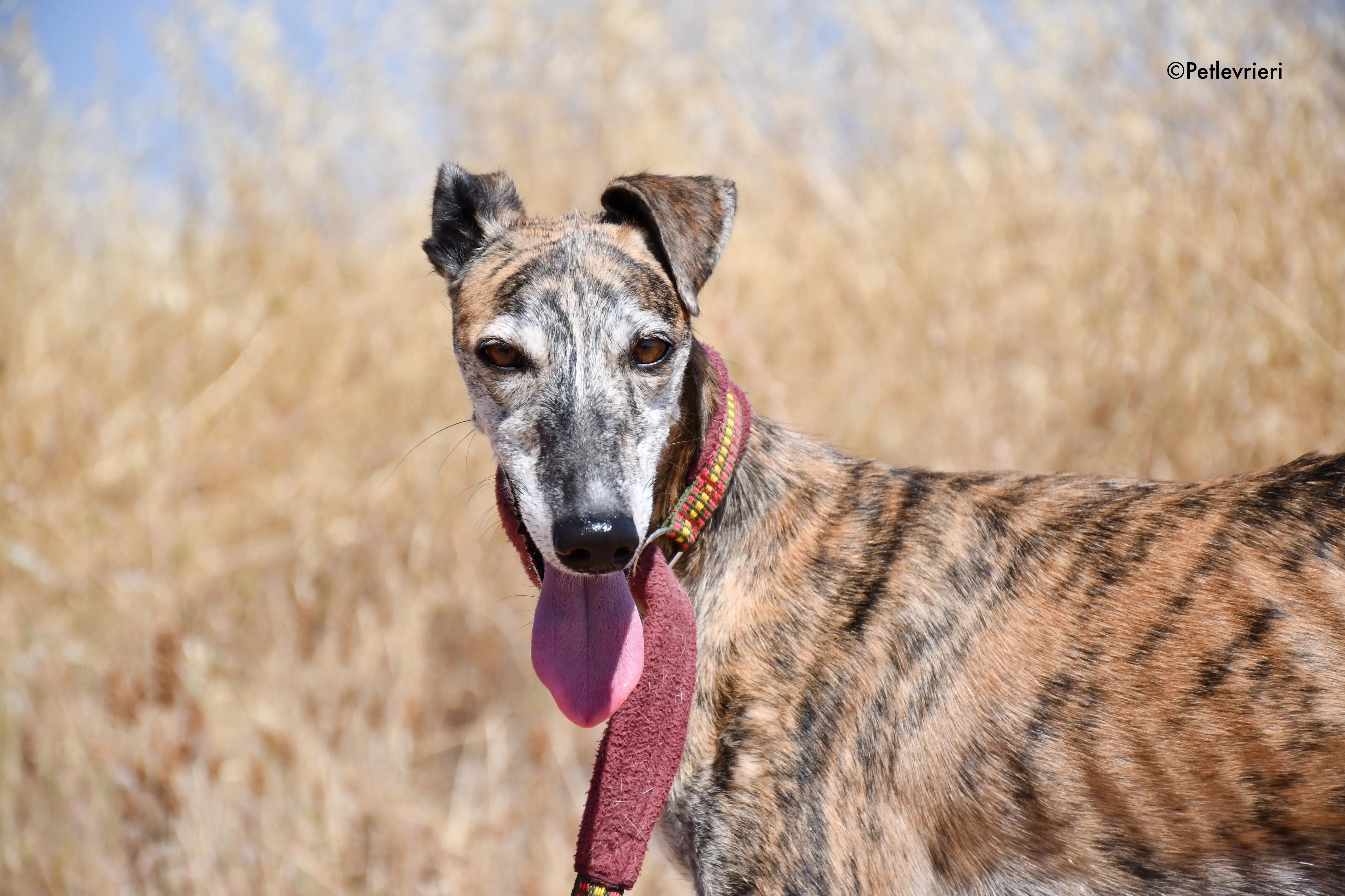 ventera adozione levrieri galgo 6