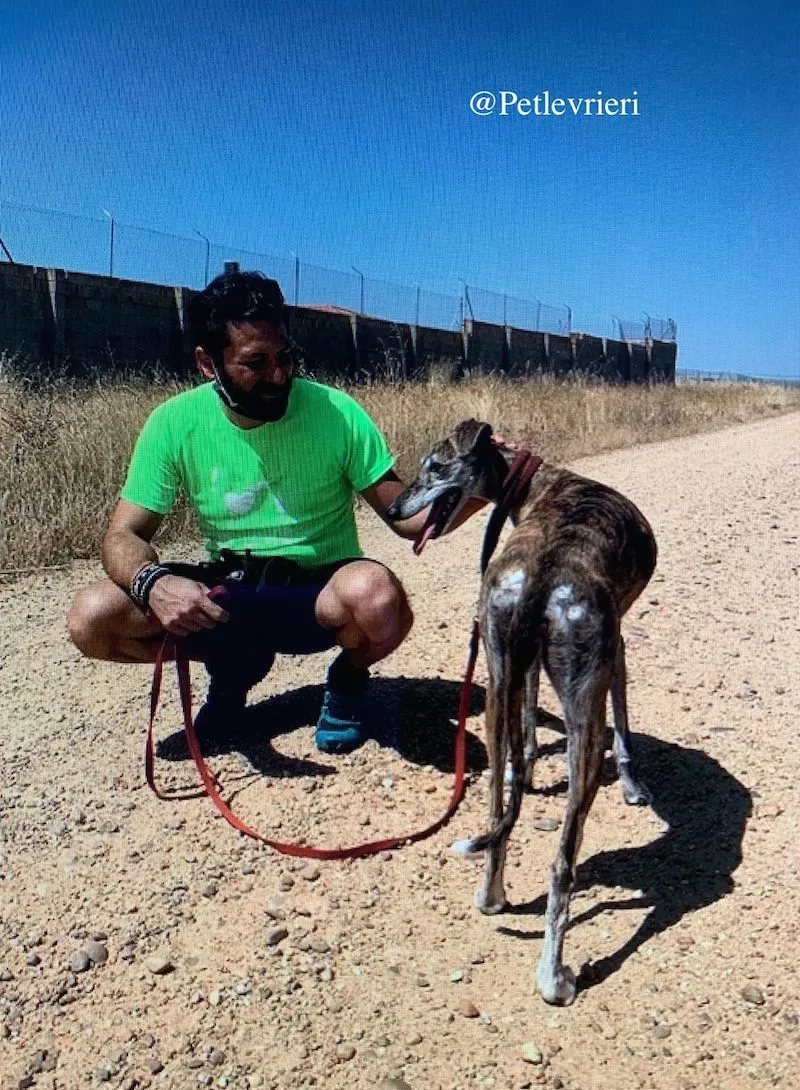 ventera galgo adozione levrieri 5