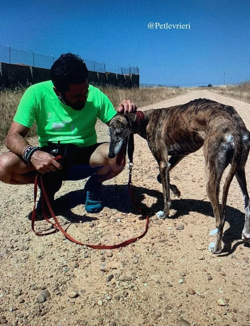 ventera galgo adozione levrieri 6