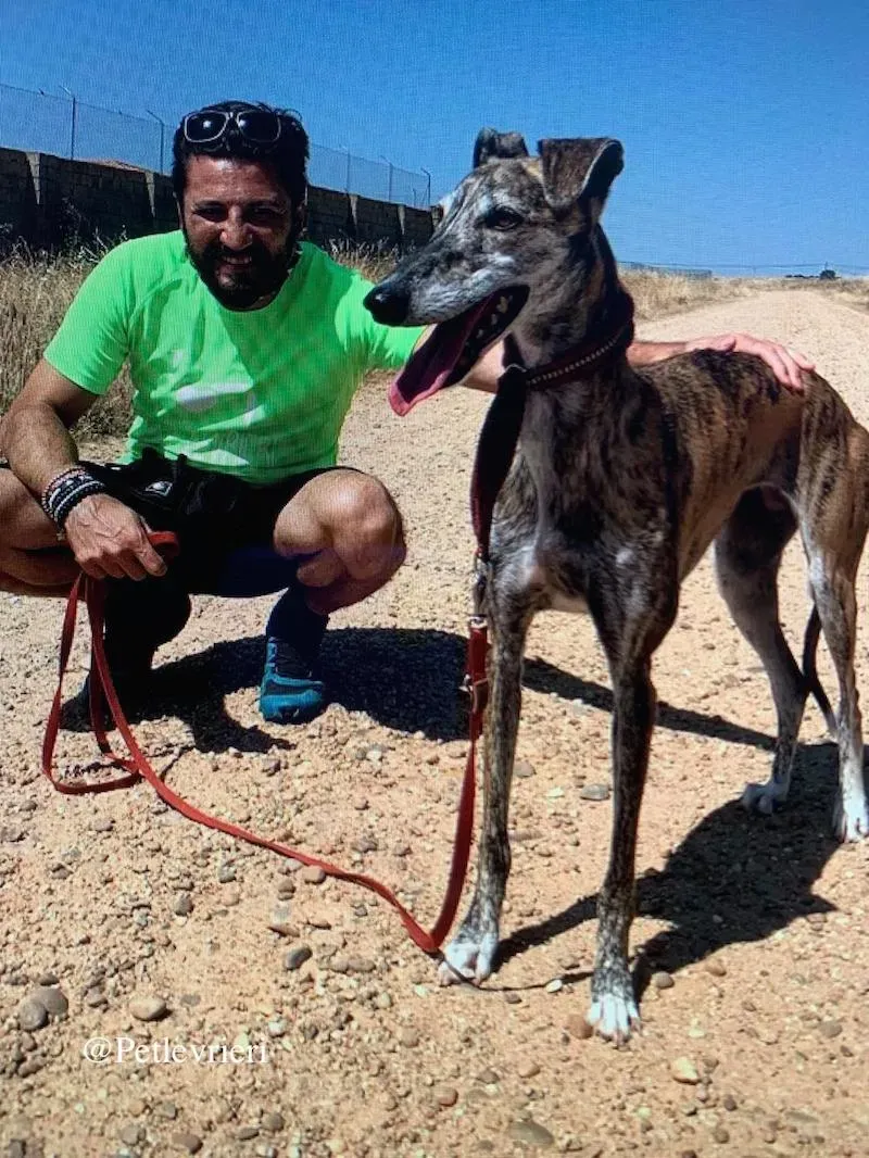 ventera galgo adozione levrieri 7