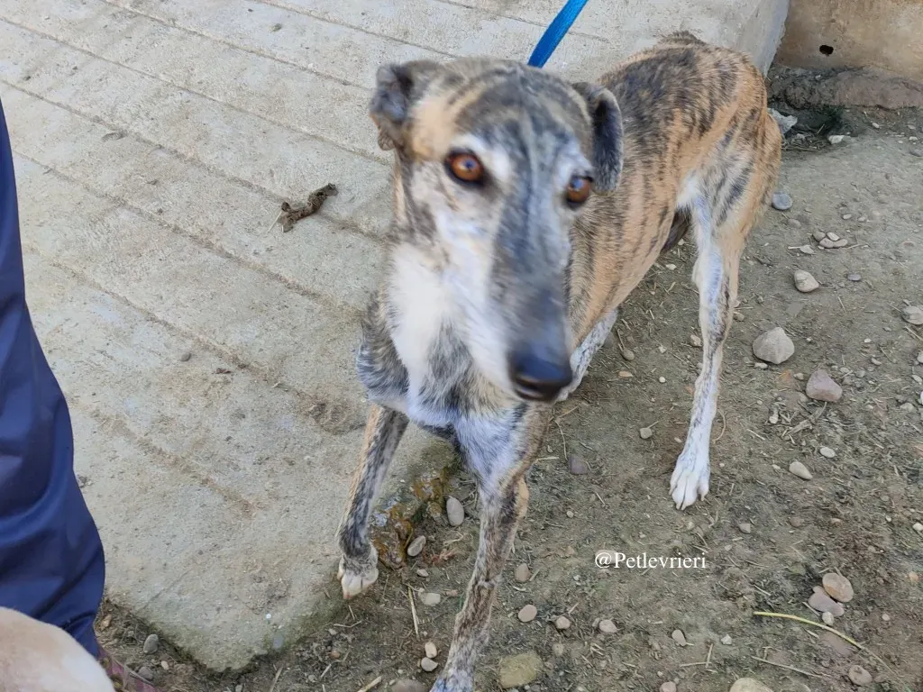 ventera galgo adozione levrieri 8