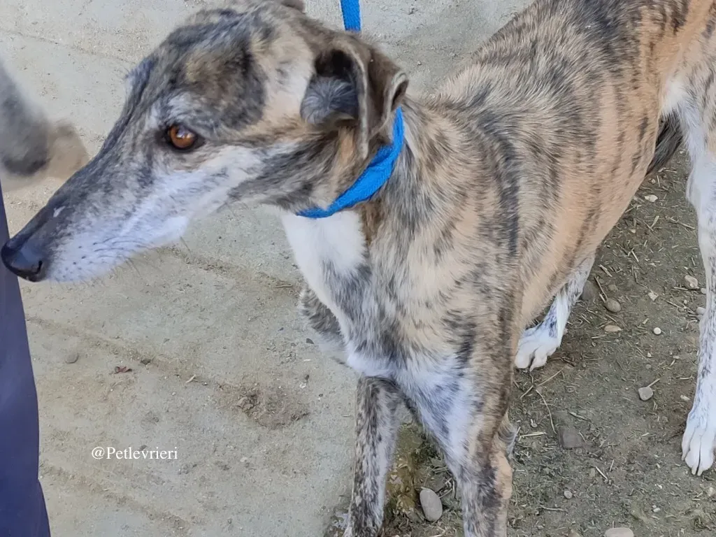 ventera galgo adozione levrieri 9