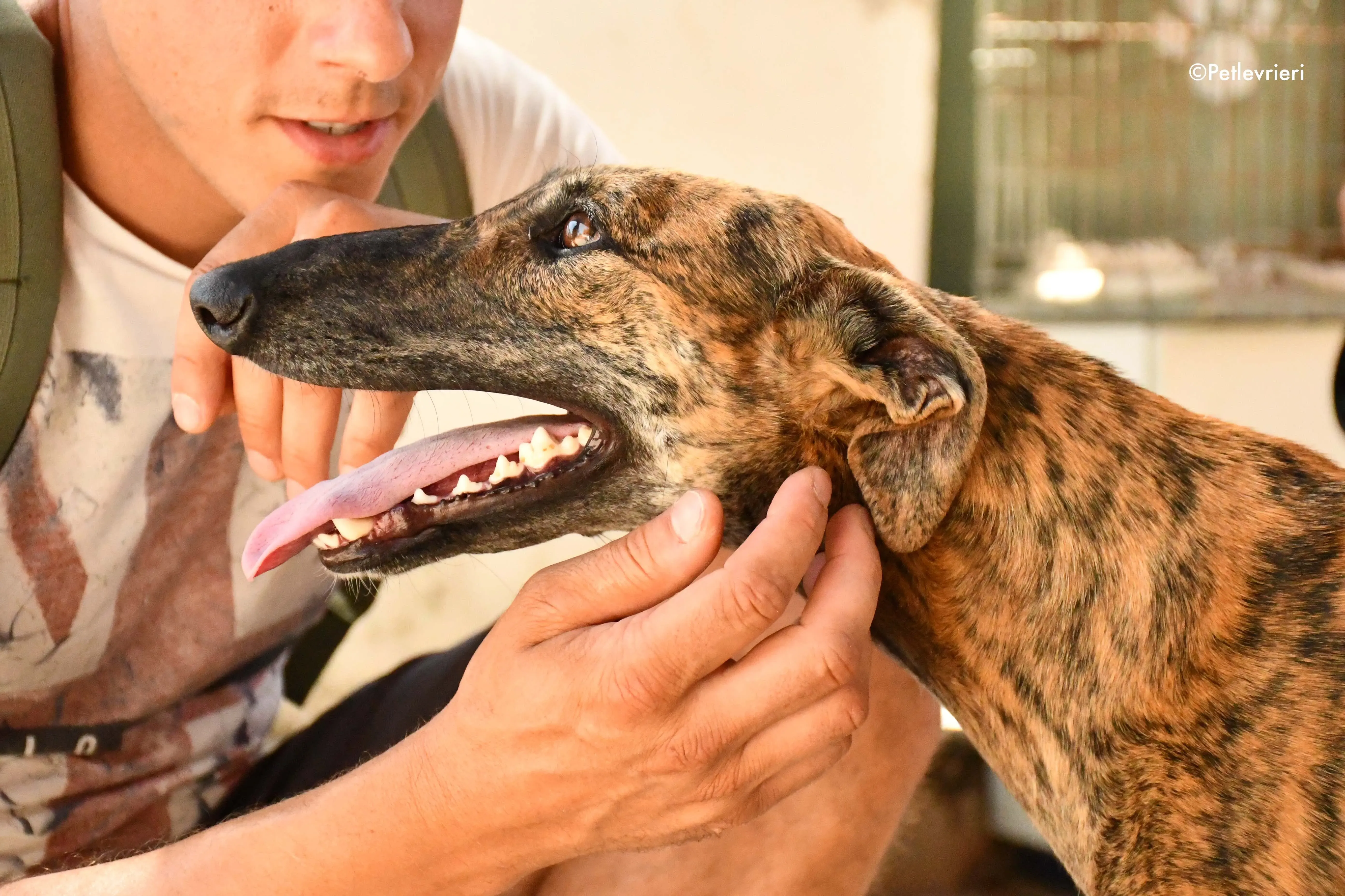 vera adozione levrieri galgo 1
