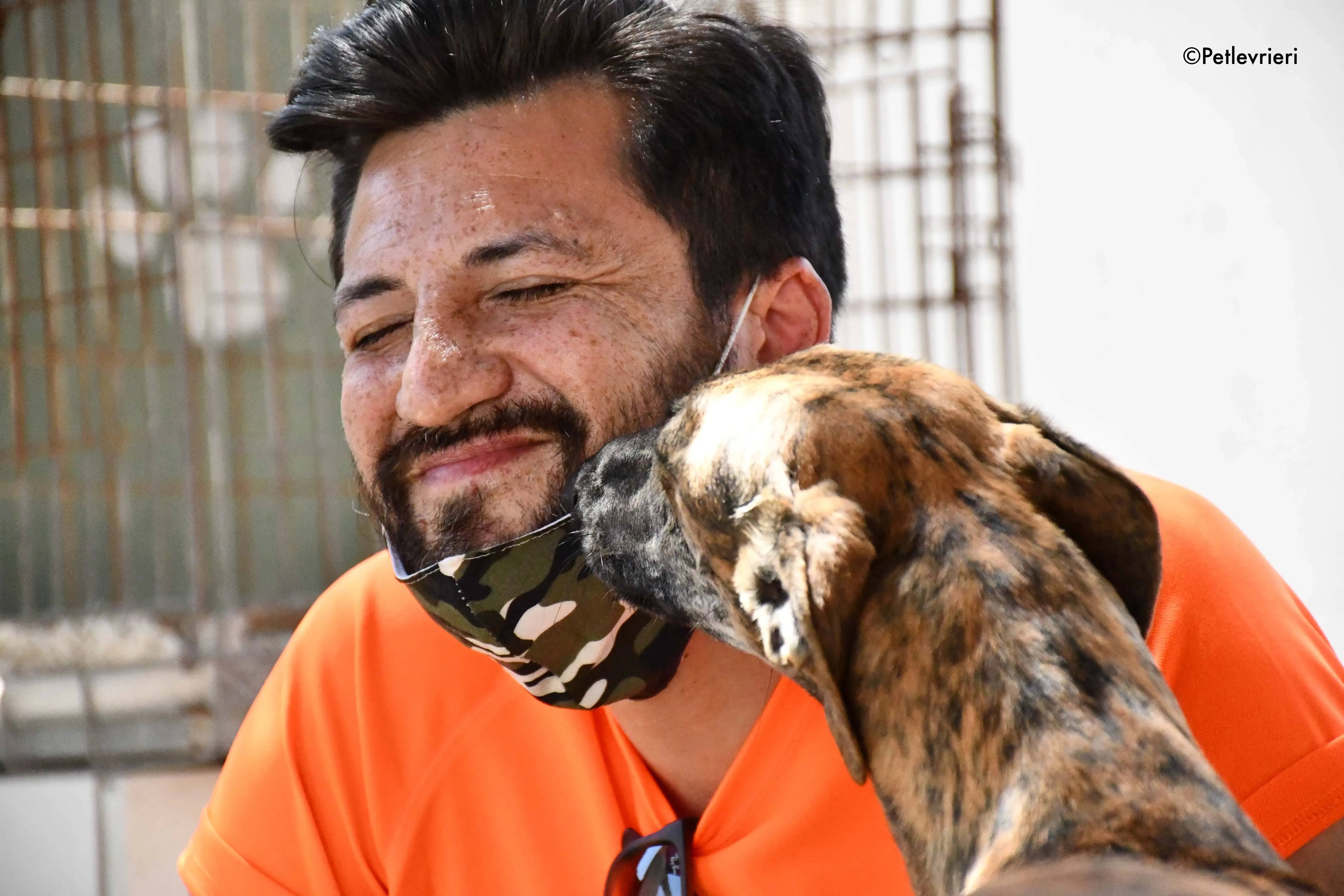 vera adozione levrieri galgo 2