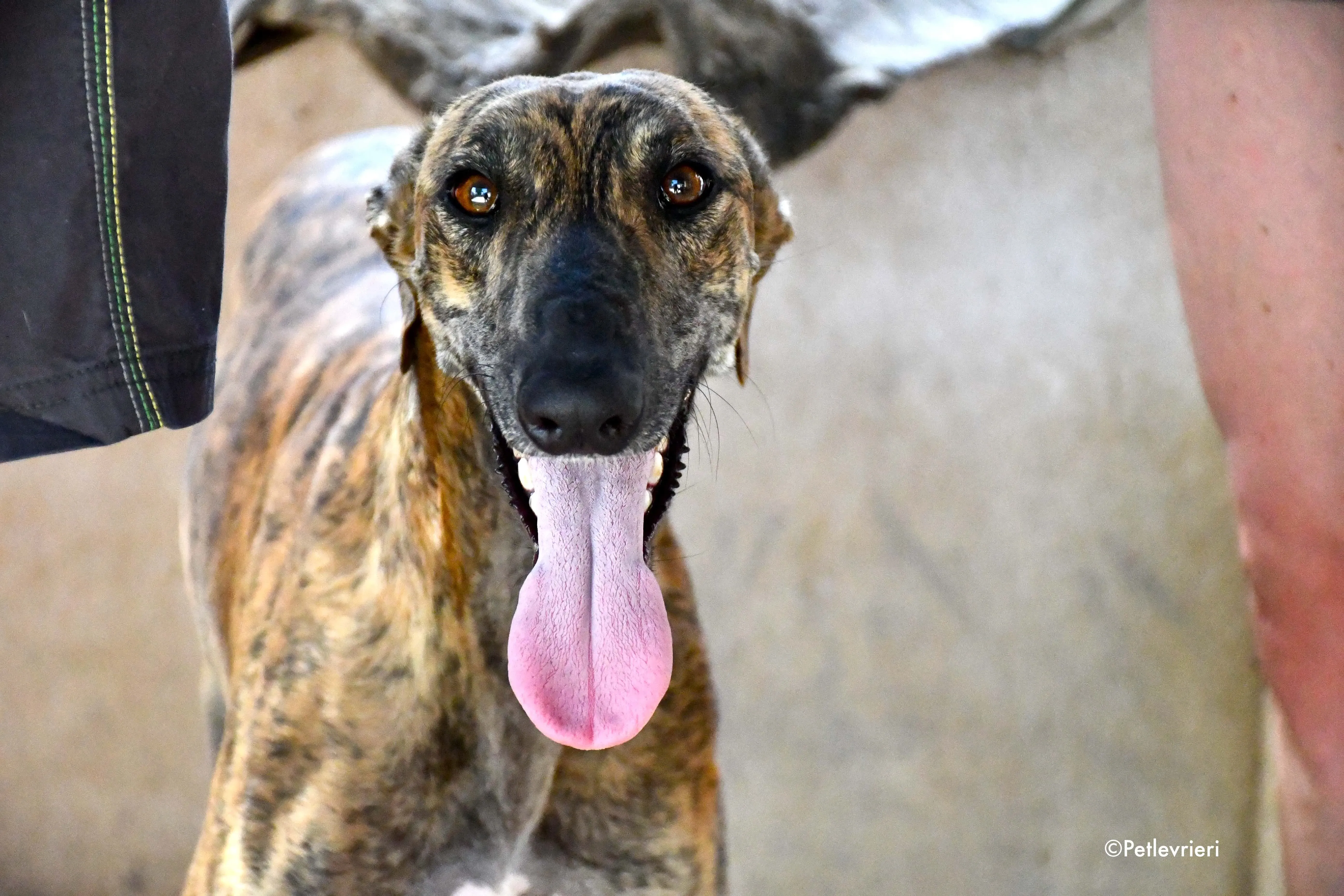 vera adozione levrieri galgo 3