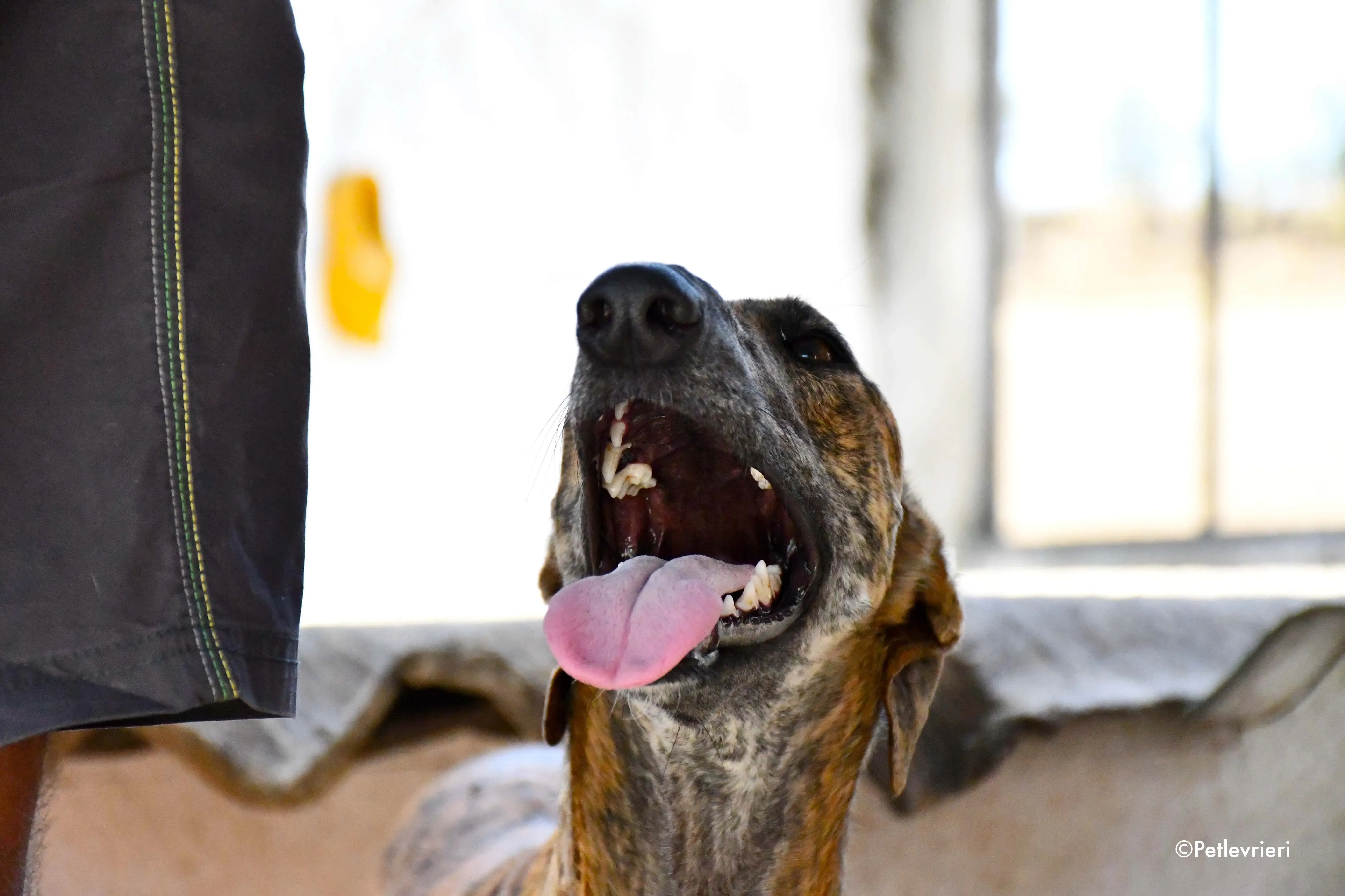 vera adozione levrieri galgo 4