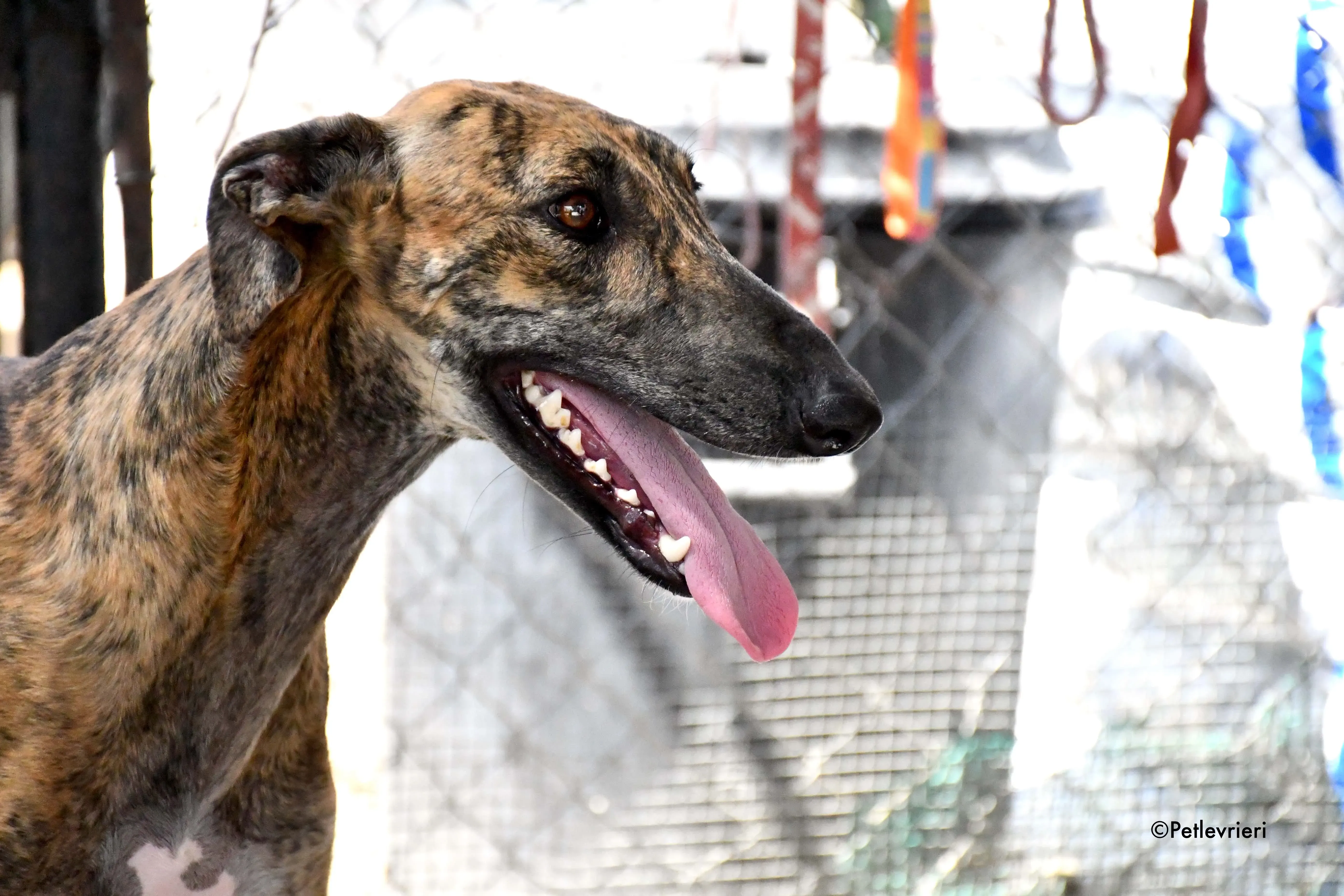 vera adozione levrieri galgo 5