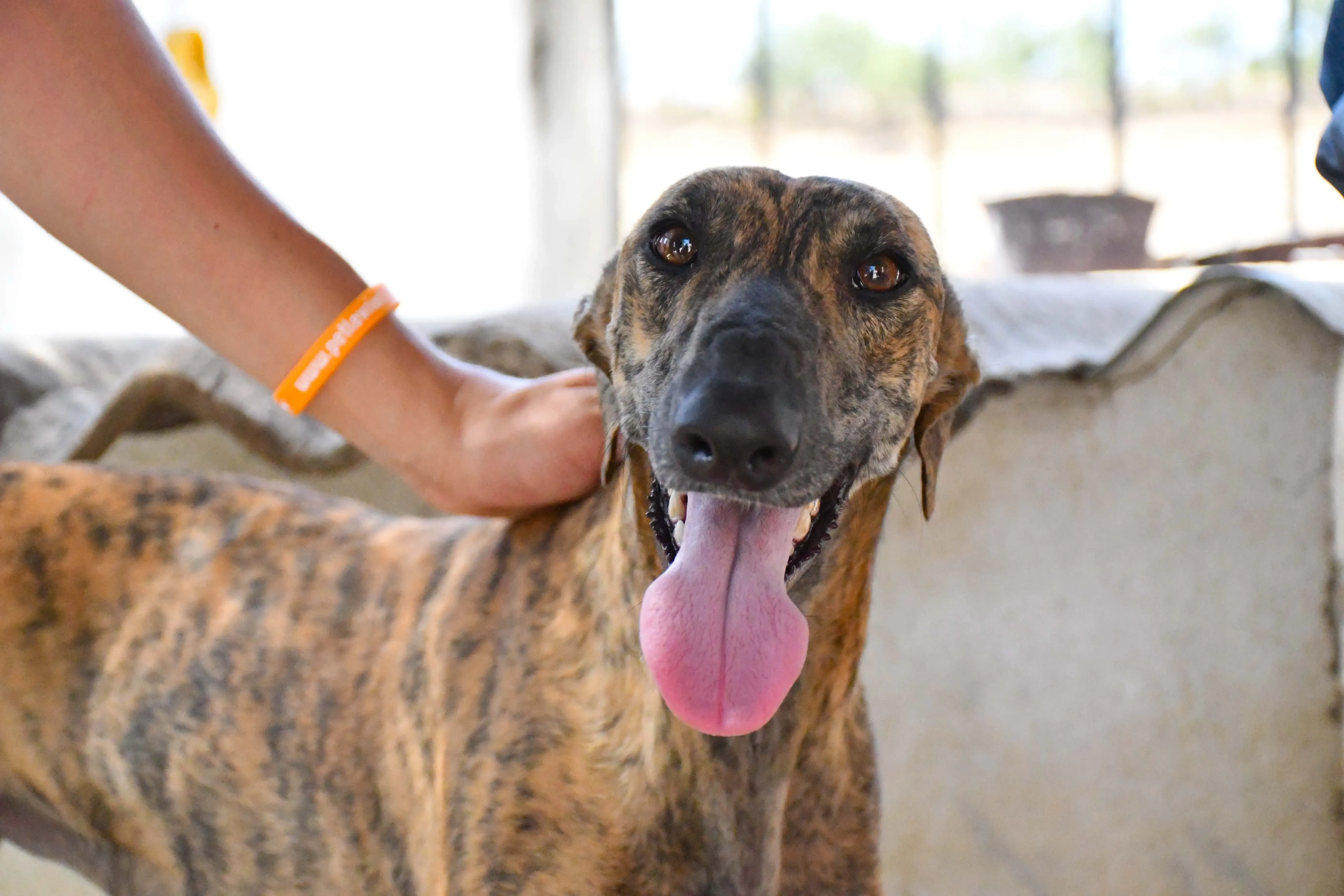 vera adozione levrieri galgo 6