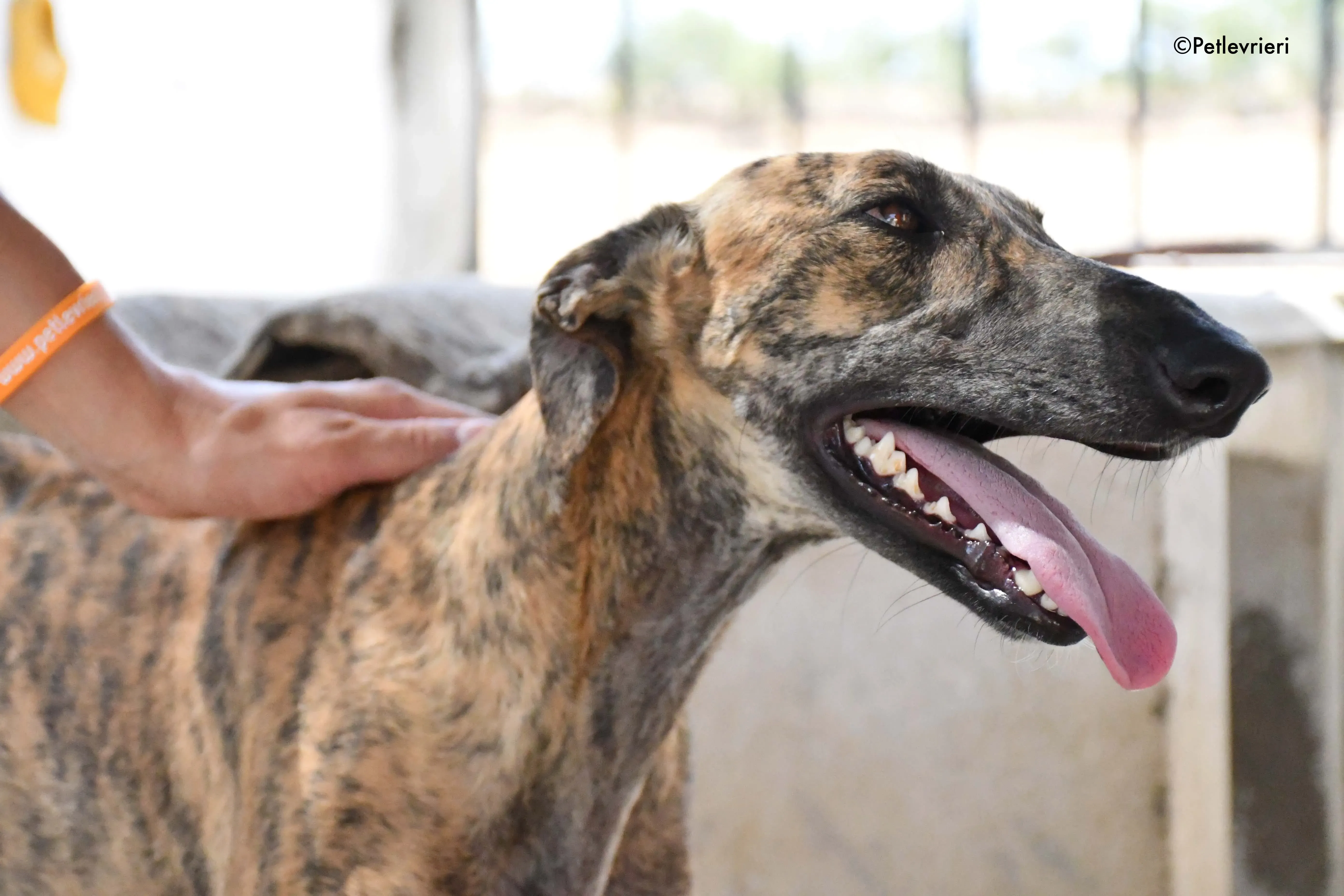 vera adozione levrieri galgo 7