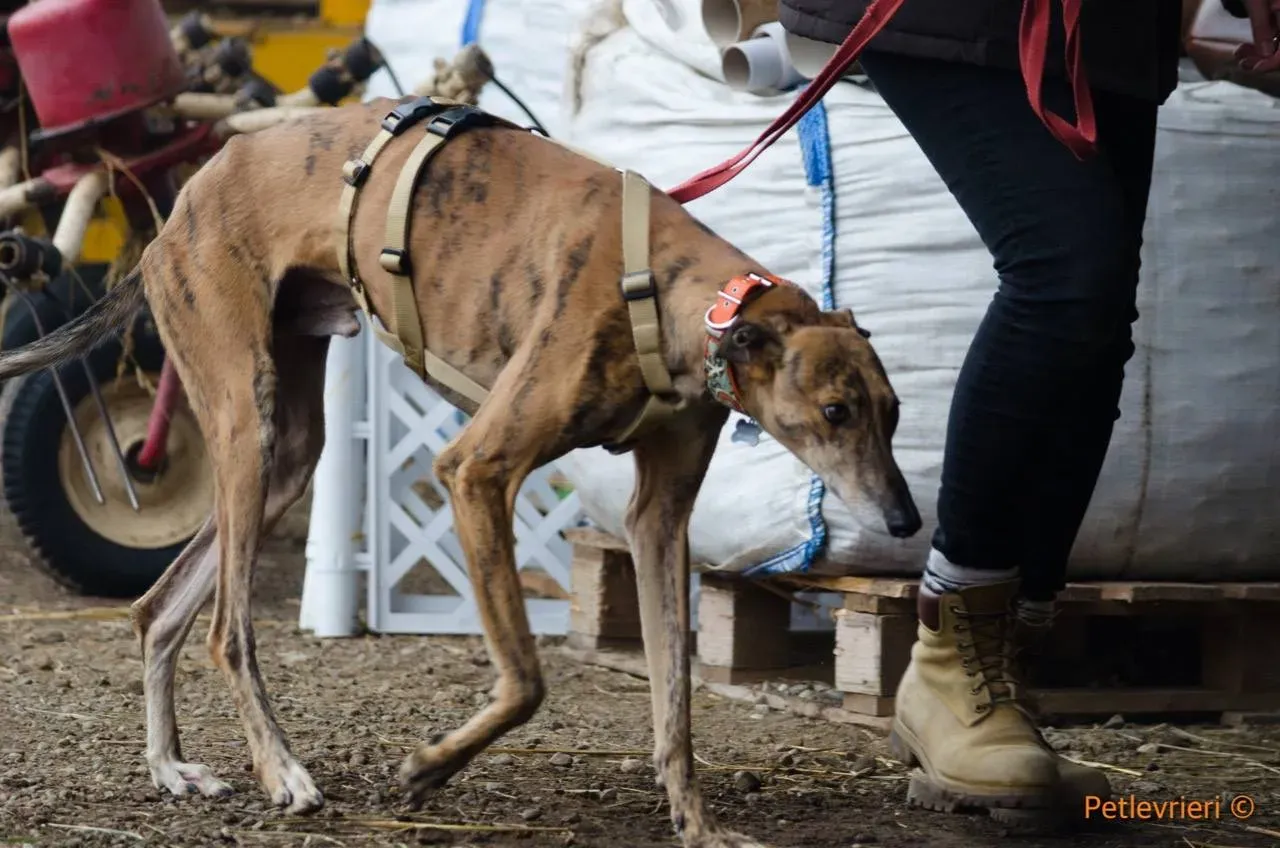 verdi galgo adozione pet levrieri onlus