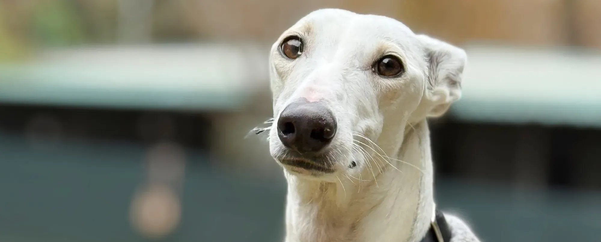 vesta galgo adozione 00 copertina a