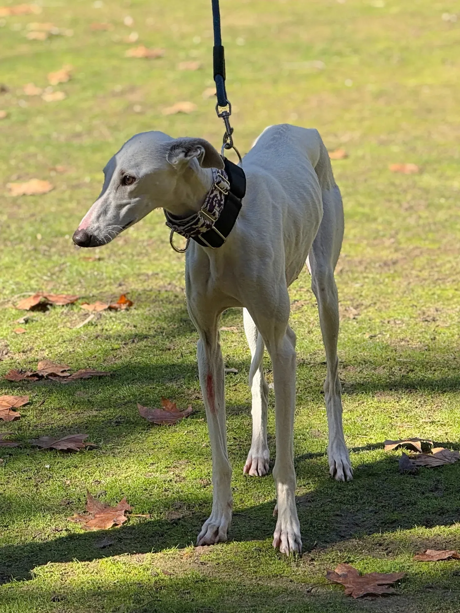 vesta galgo adozione 1