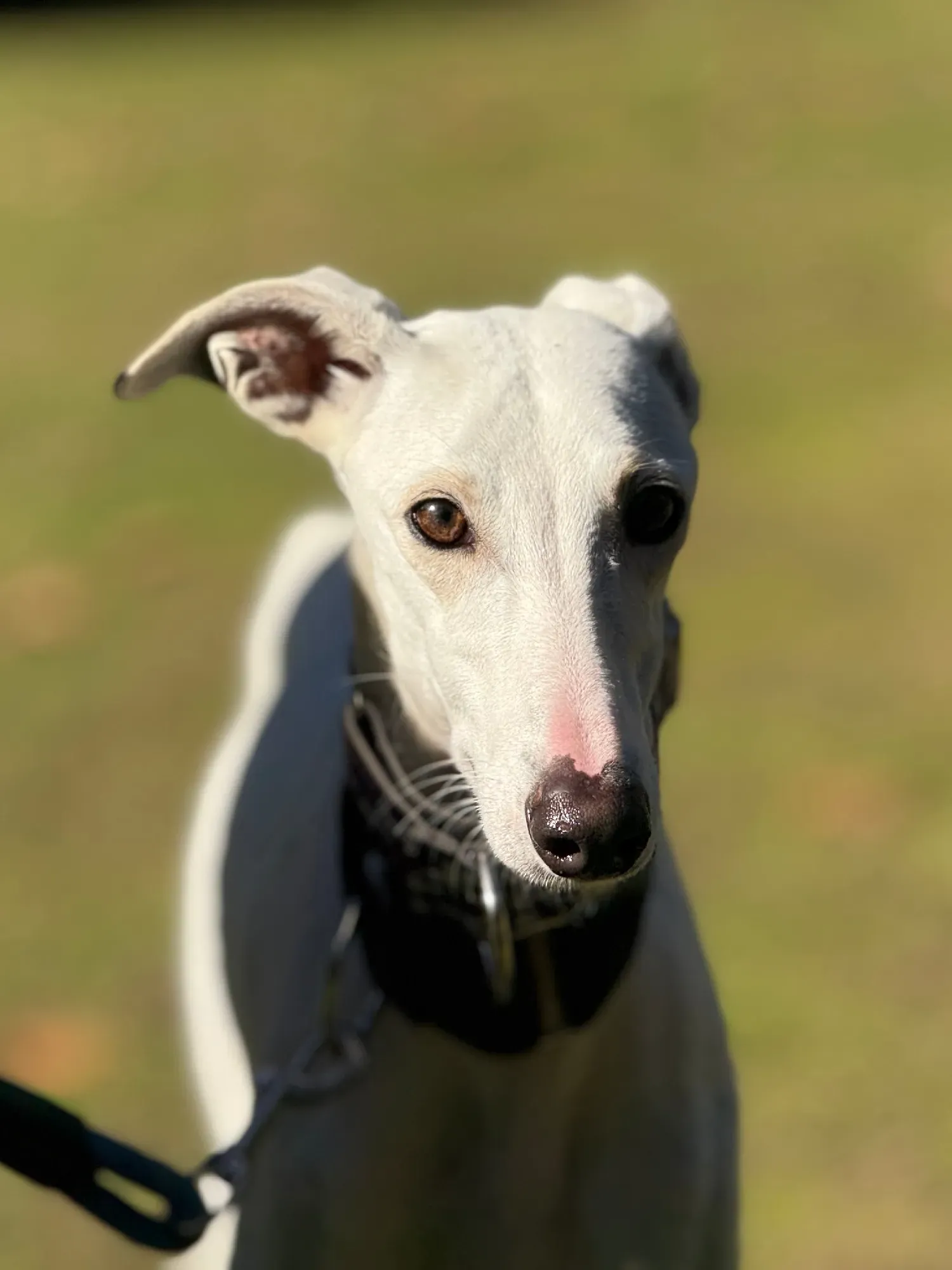 vesta galgo adozione 10