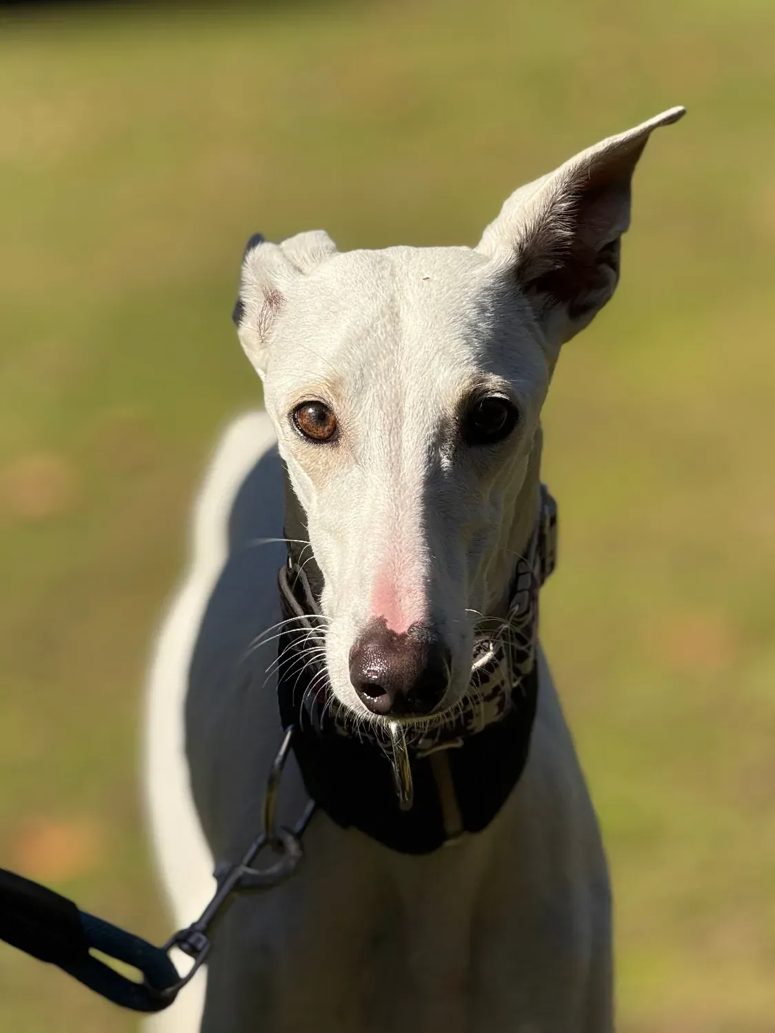 vesta galgo adozione 11