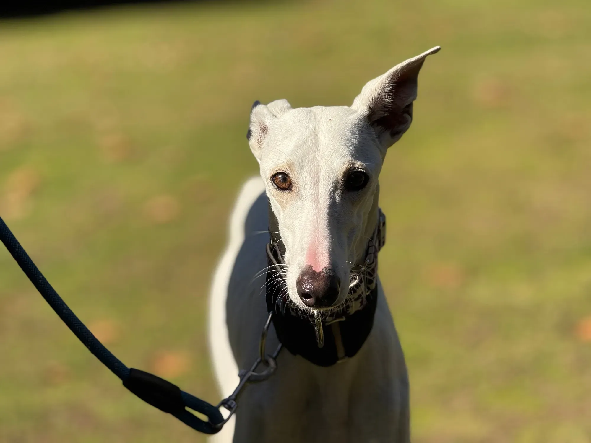 vesta galgo adozione 12