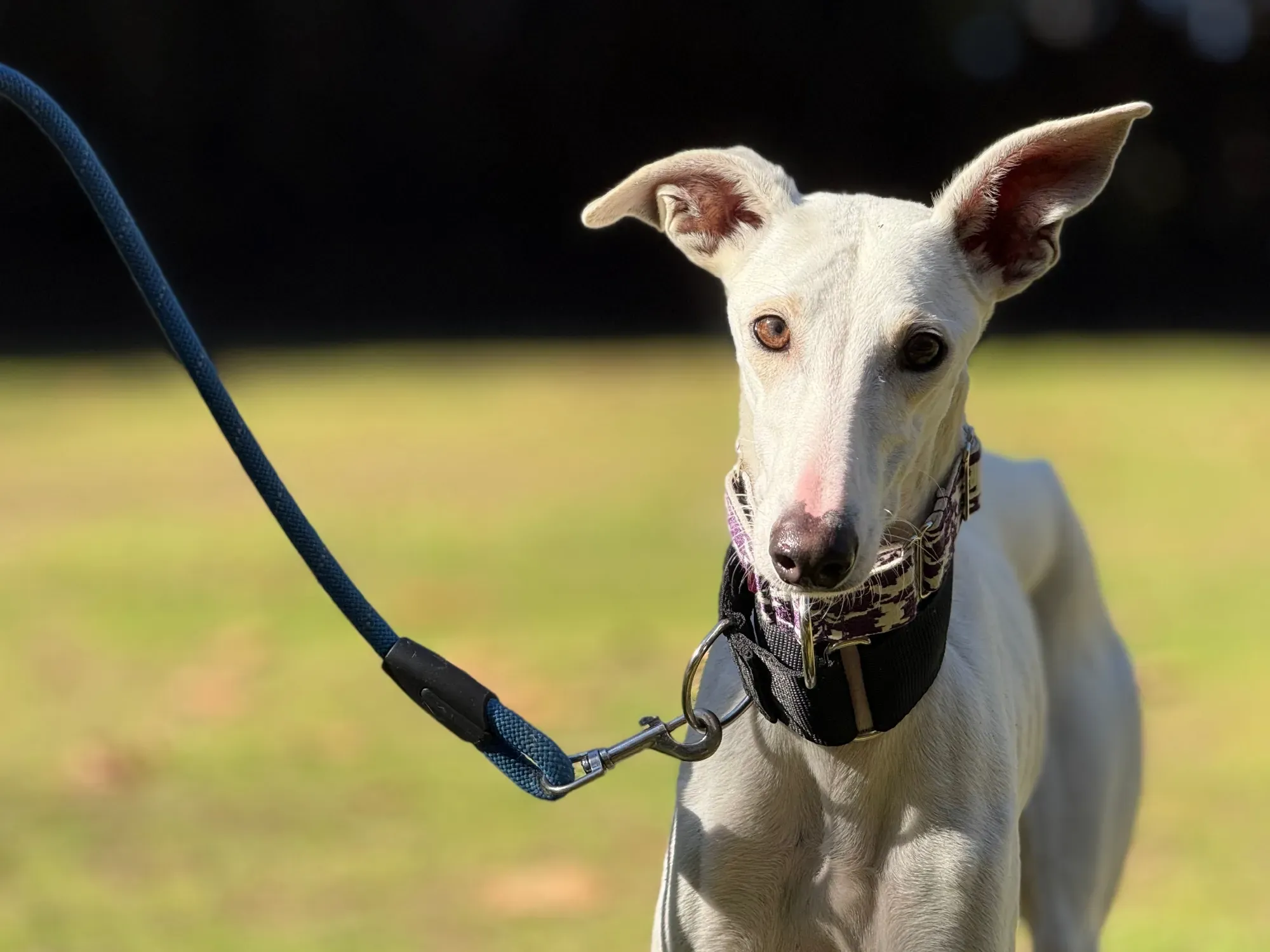 vesta galgo adozione 13