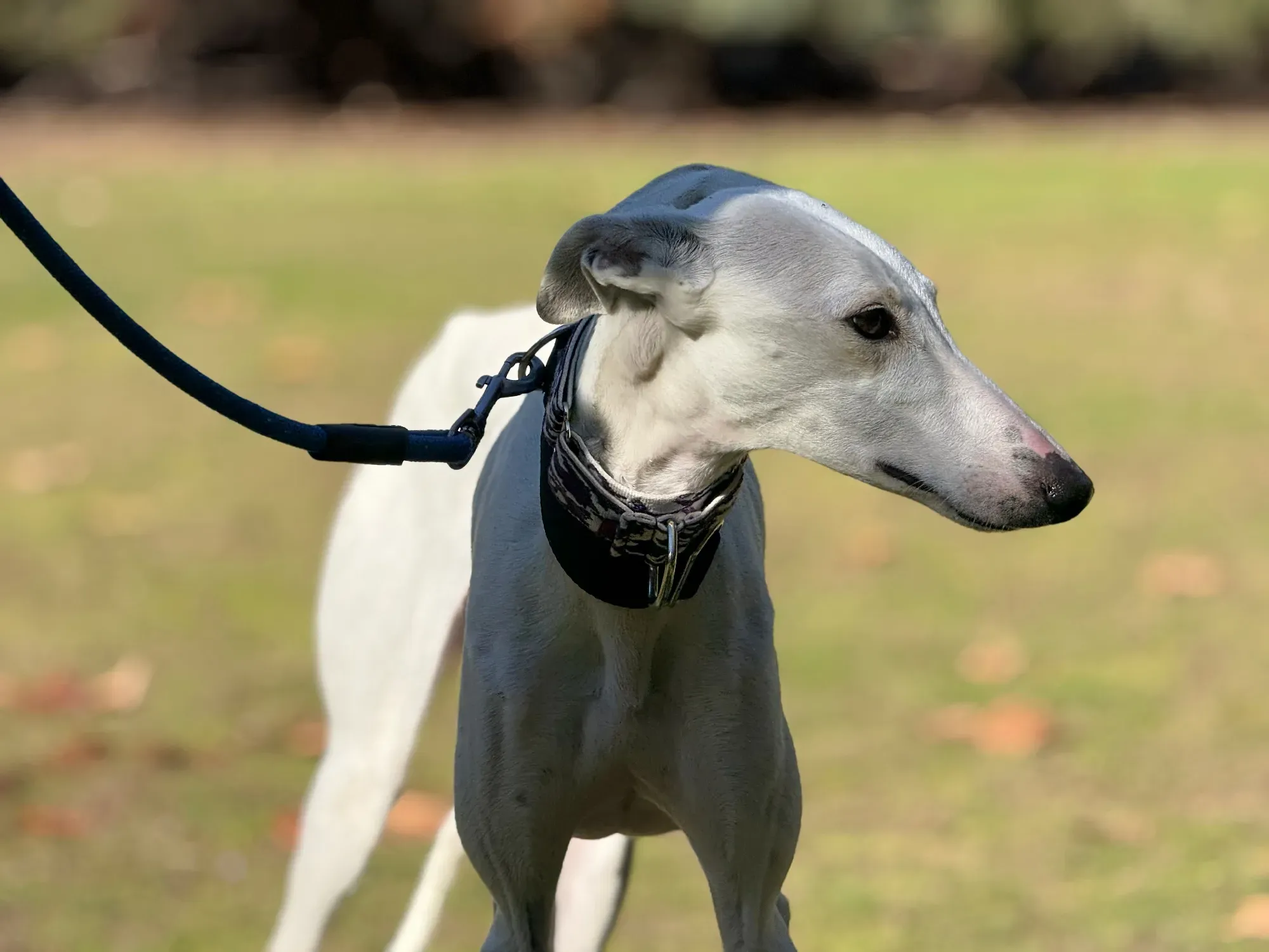 vesta galgo adozione 14