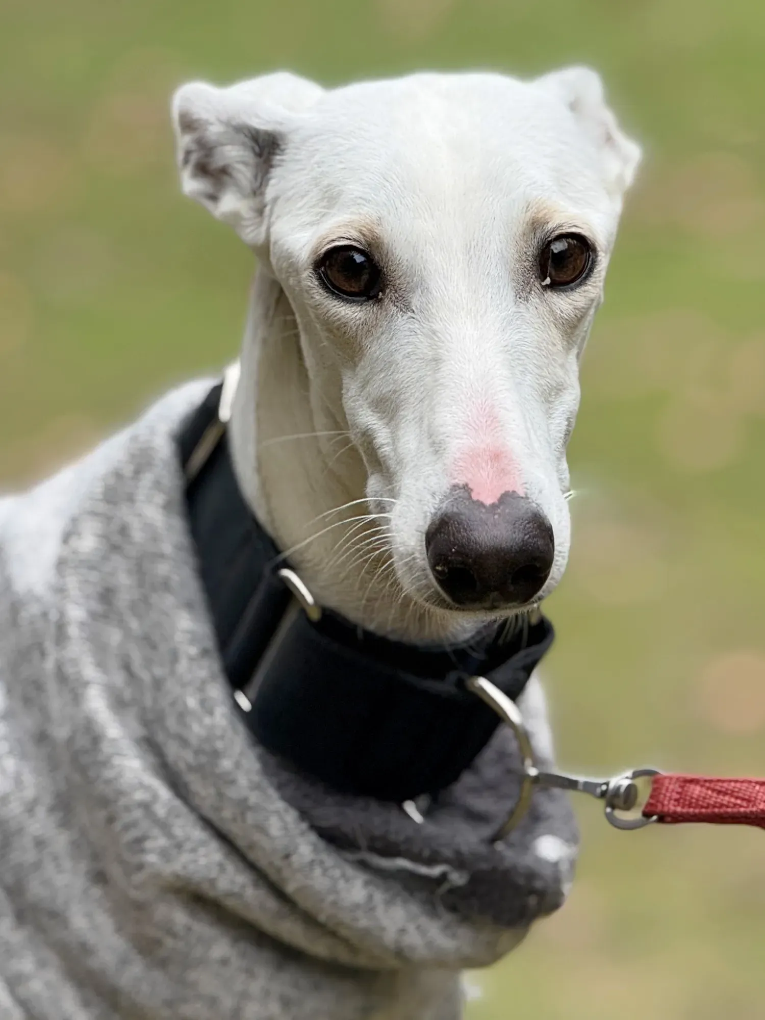 vesta galgo adozione 15