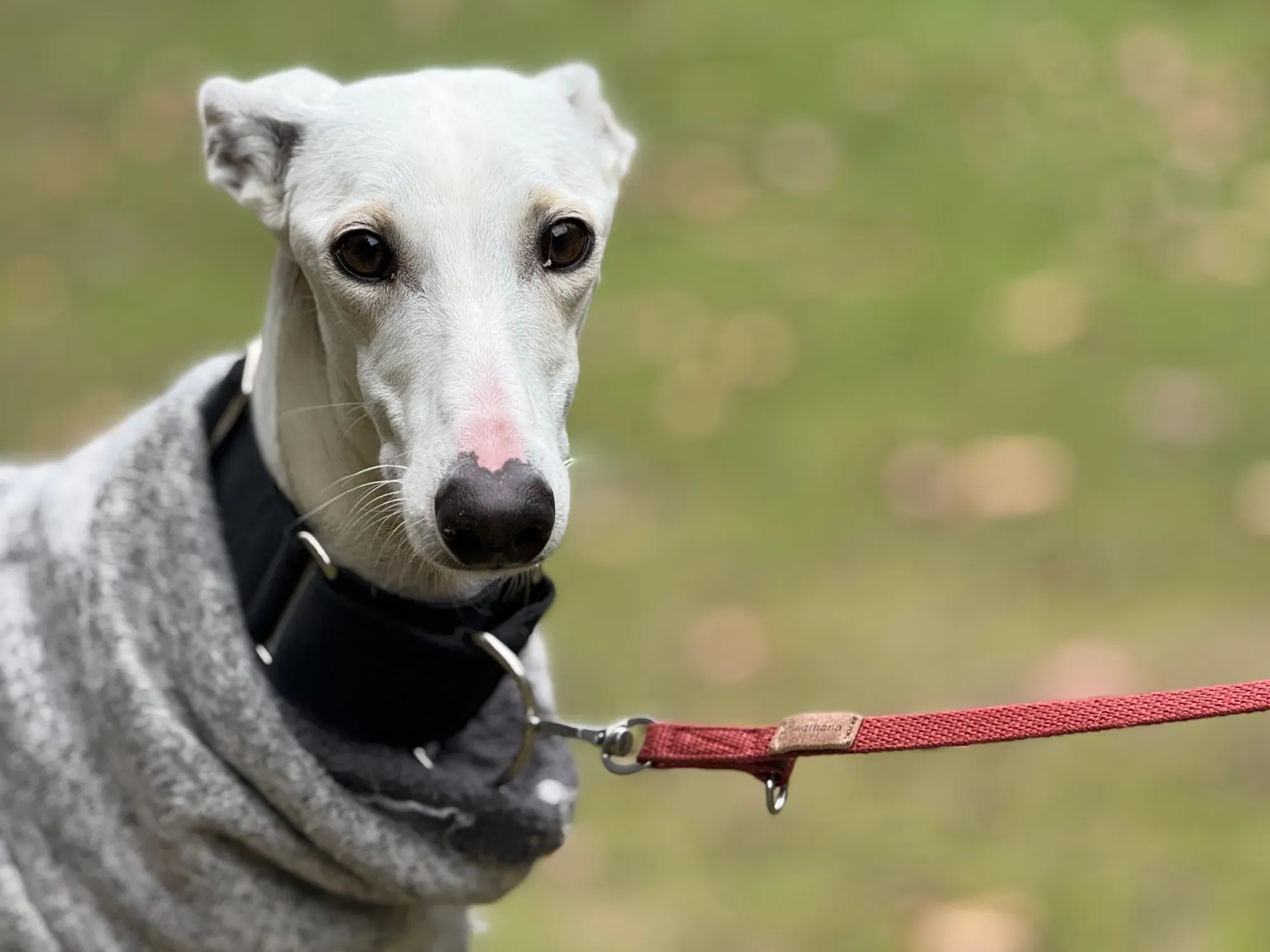 vesta galgo adozione 16