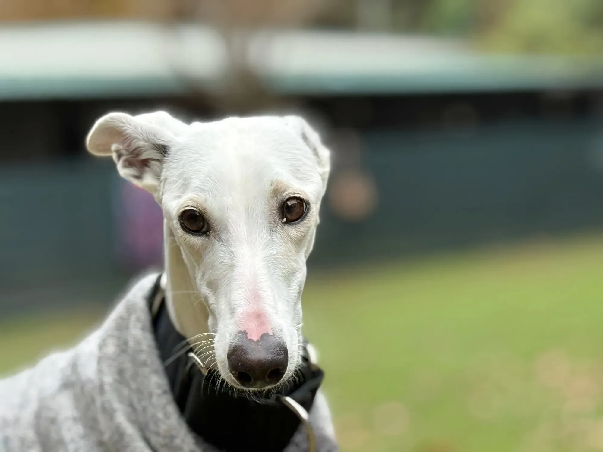 vesta galgo adozione 17