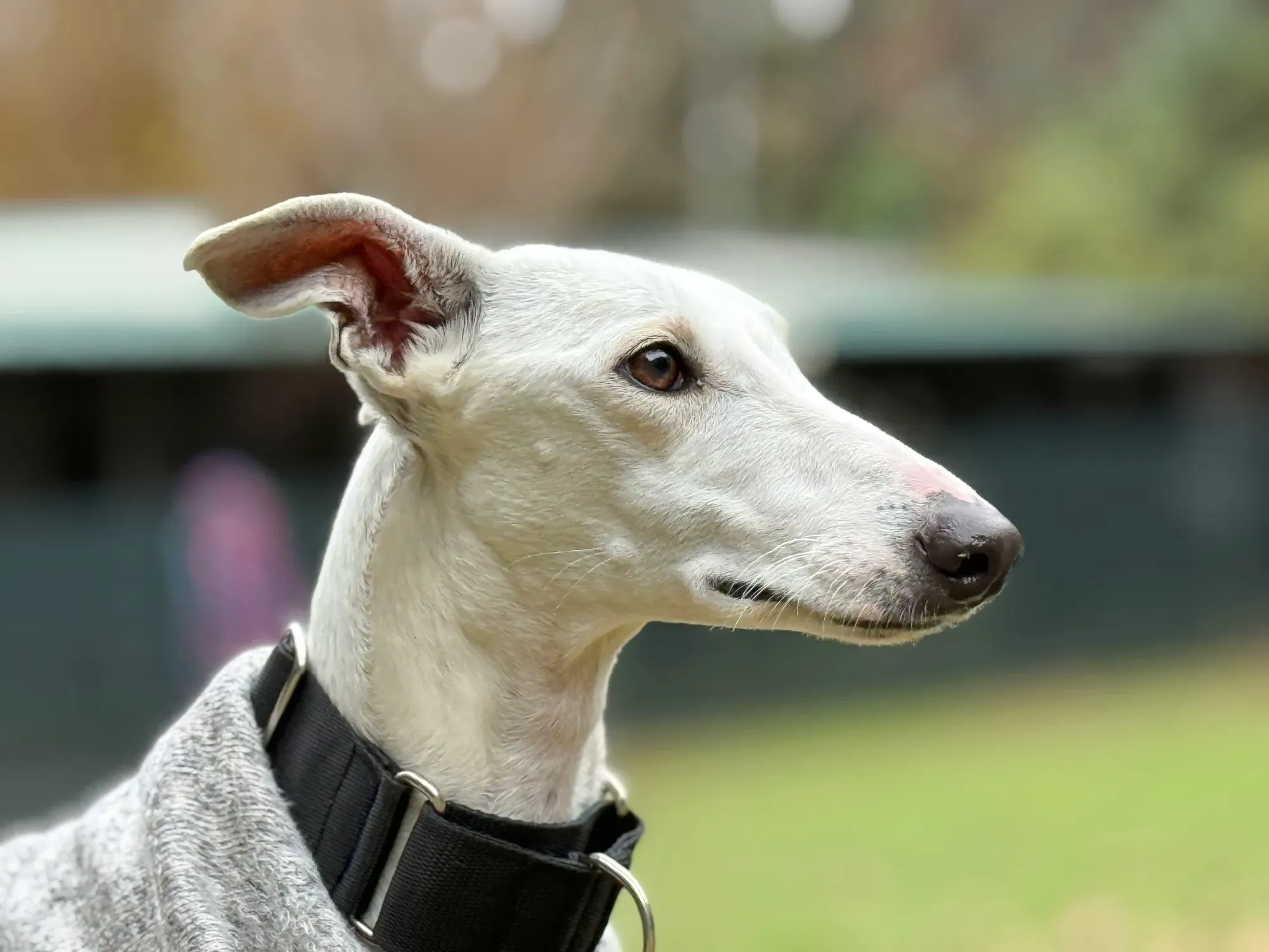 vesta galgo adozione 18