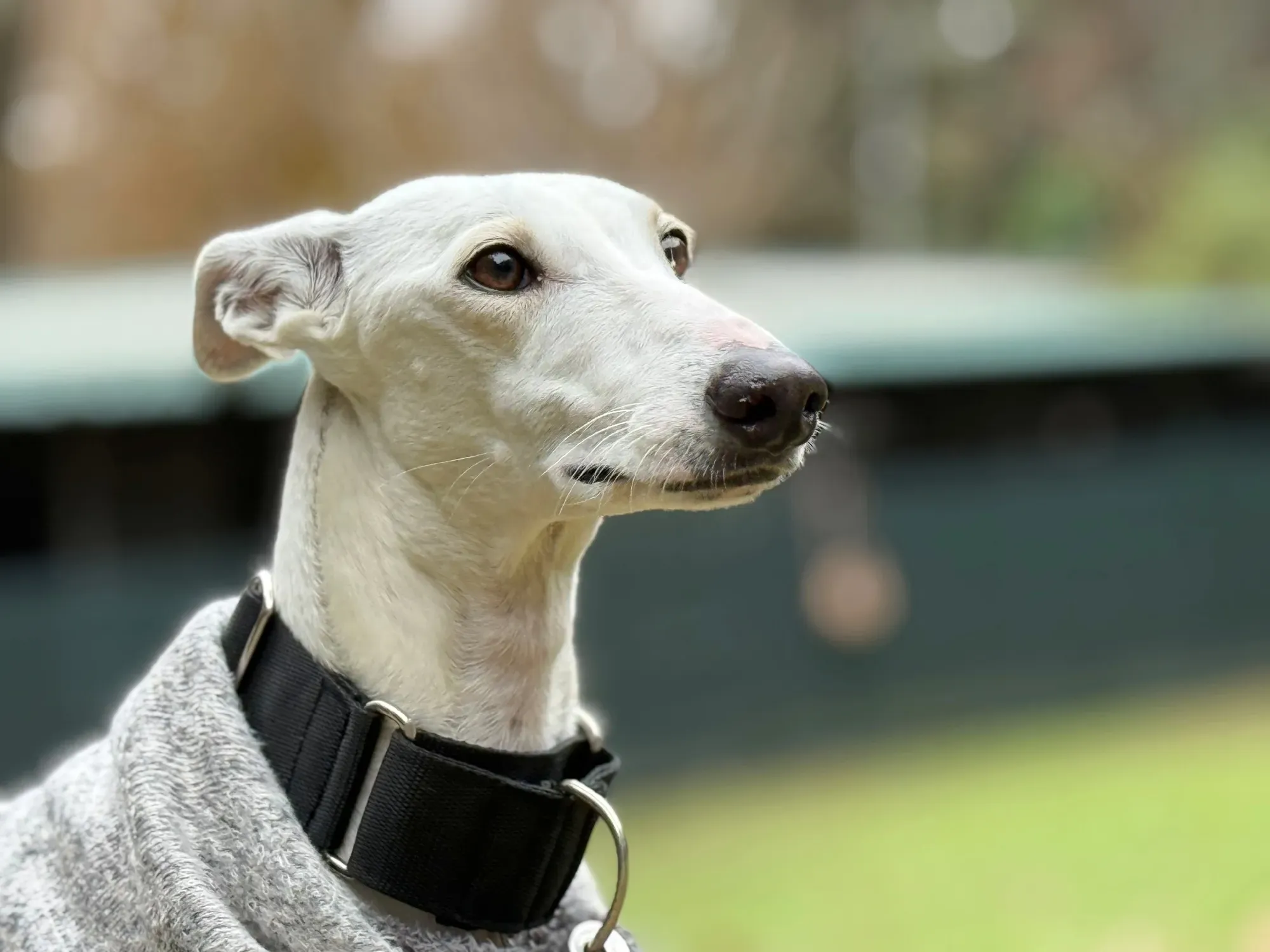 vesta galgo adozione 19