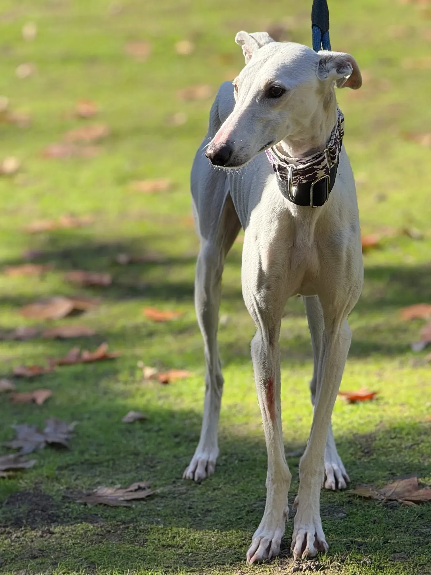 vesta galgo adozione 2