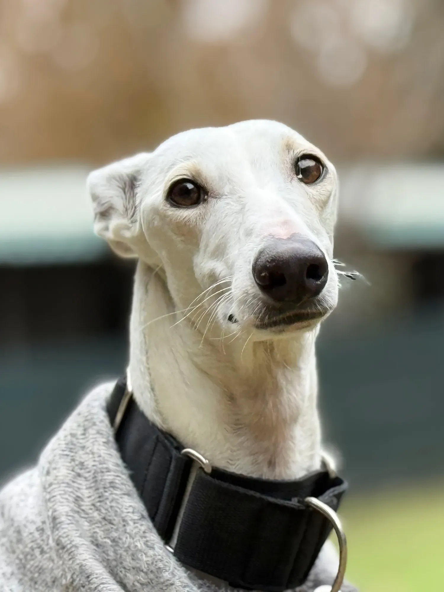 vesta galgo adozione 20