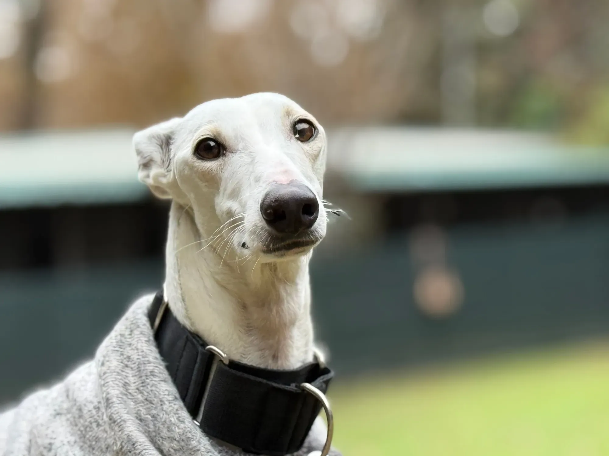 vesta galgo adozione 21