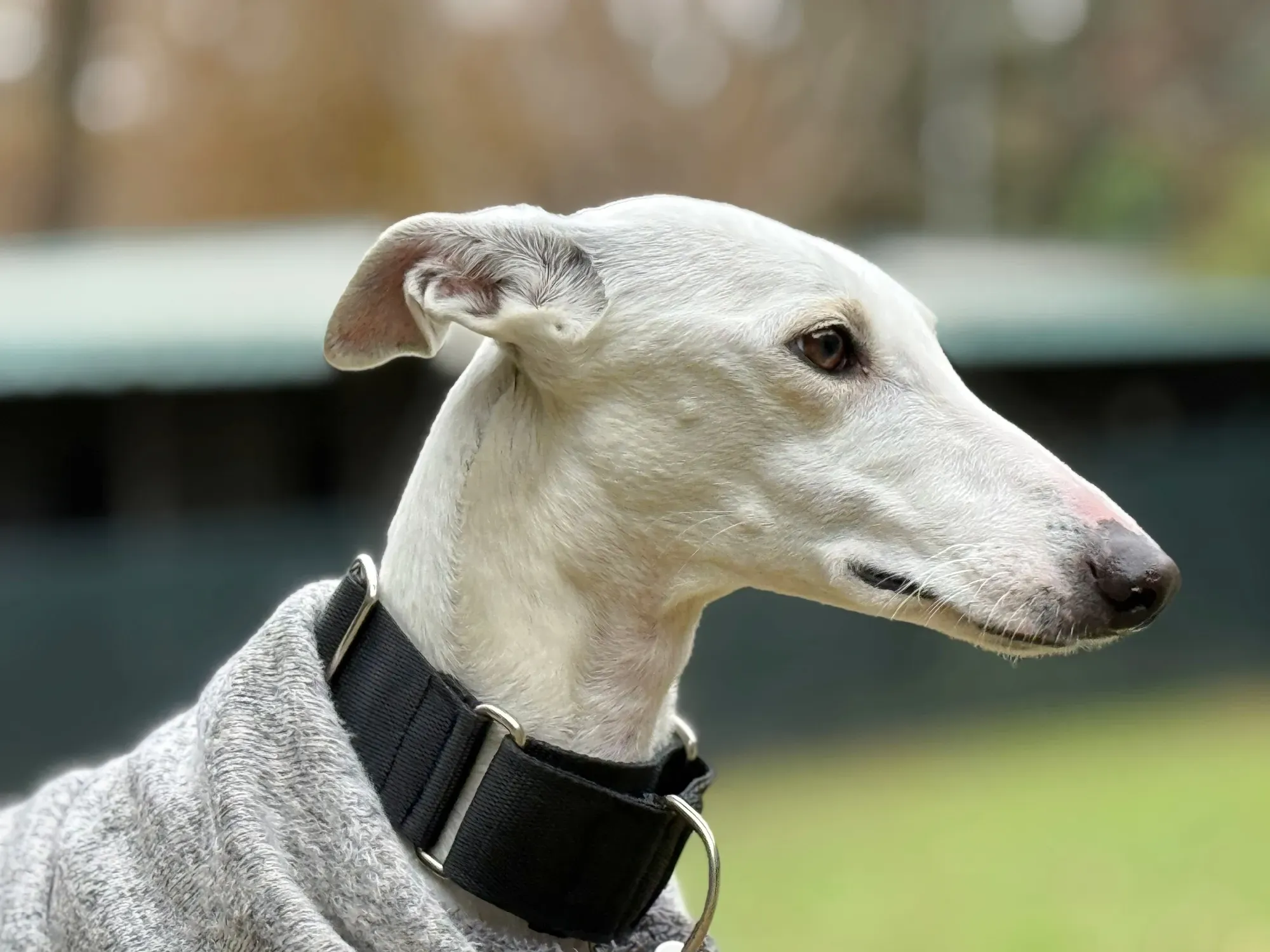 vesta galgo adozione 22