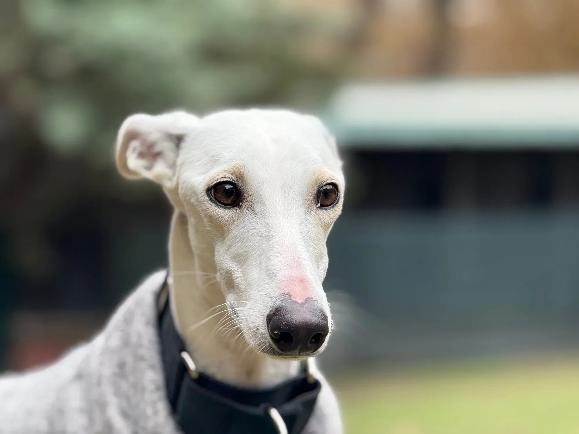 vesta galgo adozione 23